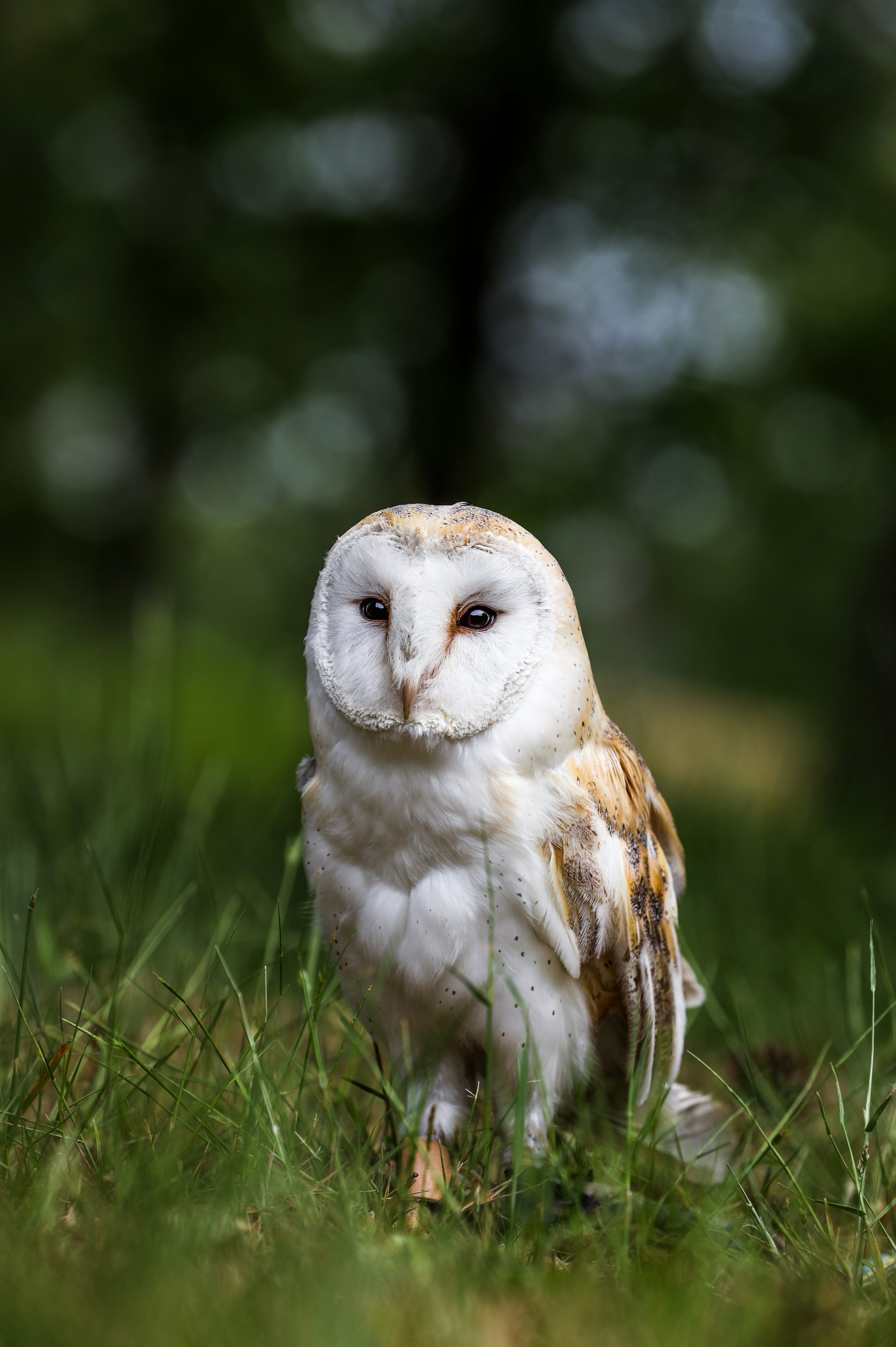 Owl Picture. Download Free Image