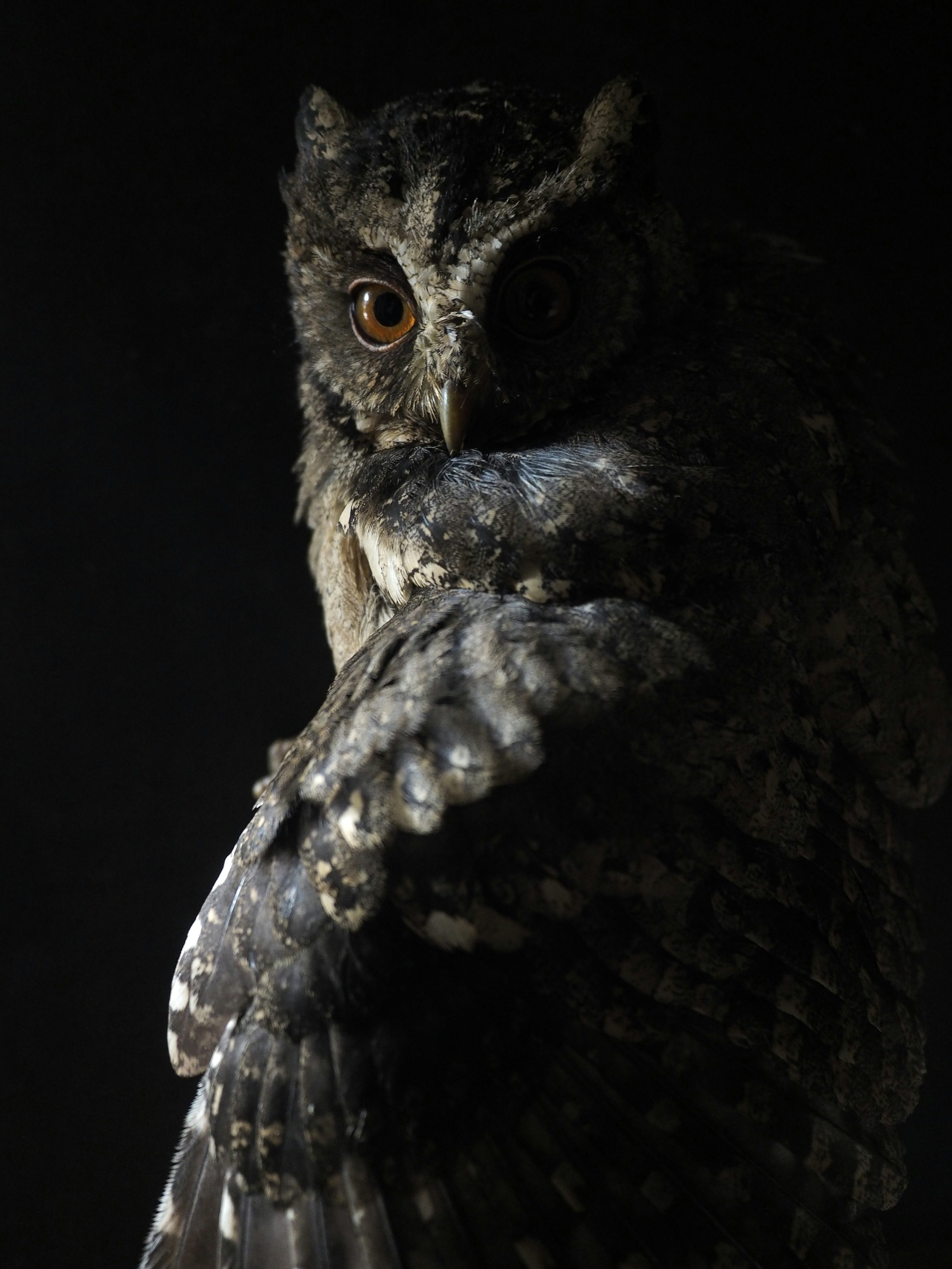 Owl Picture. Download Free Image