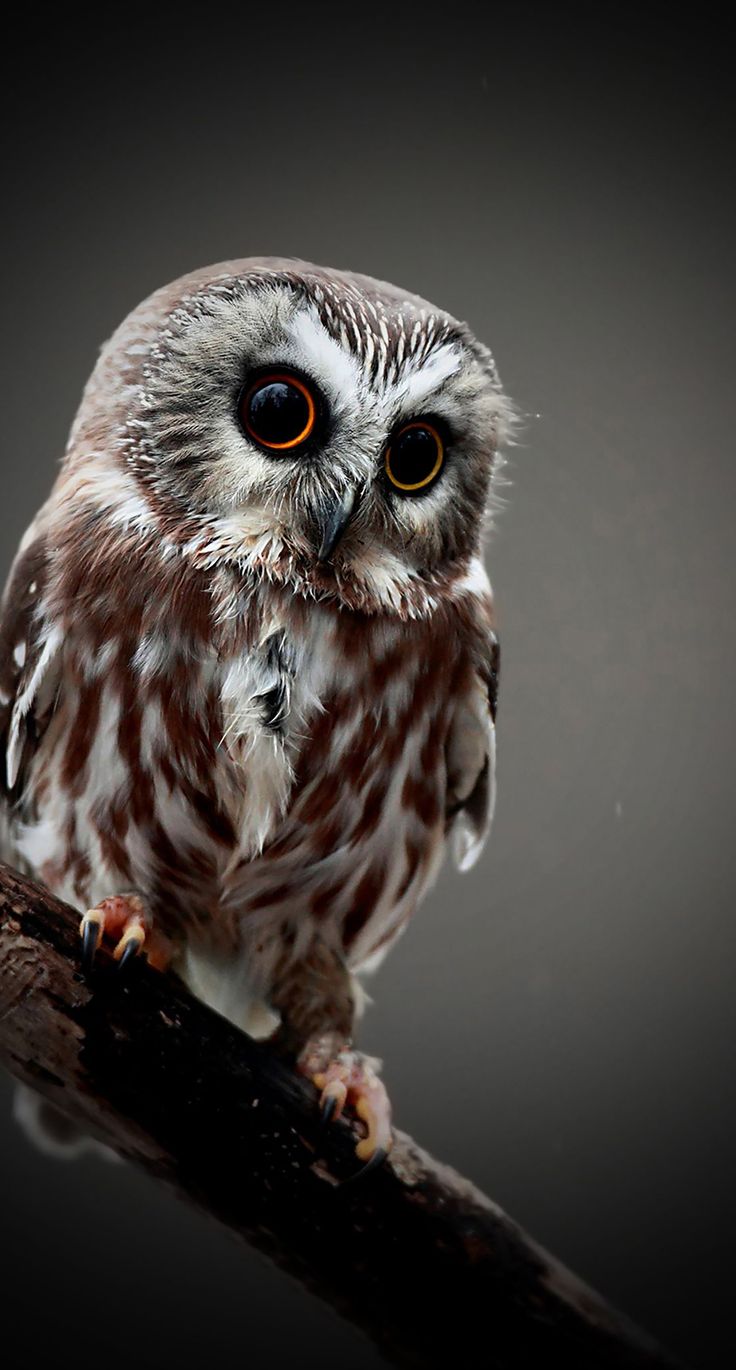owl