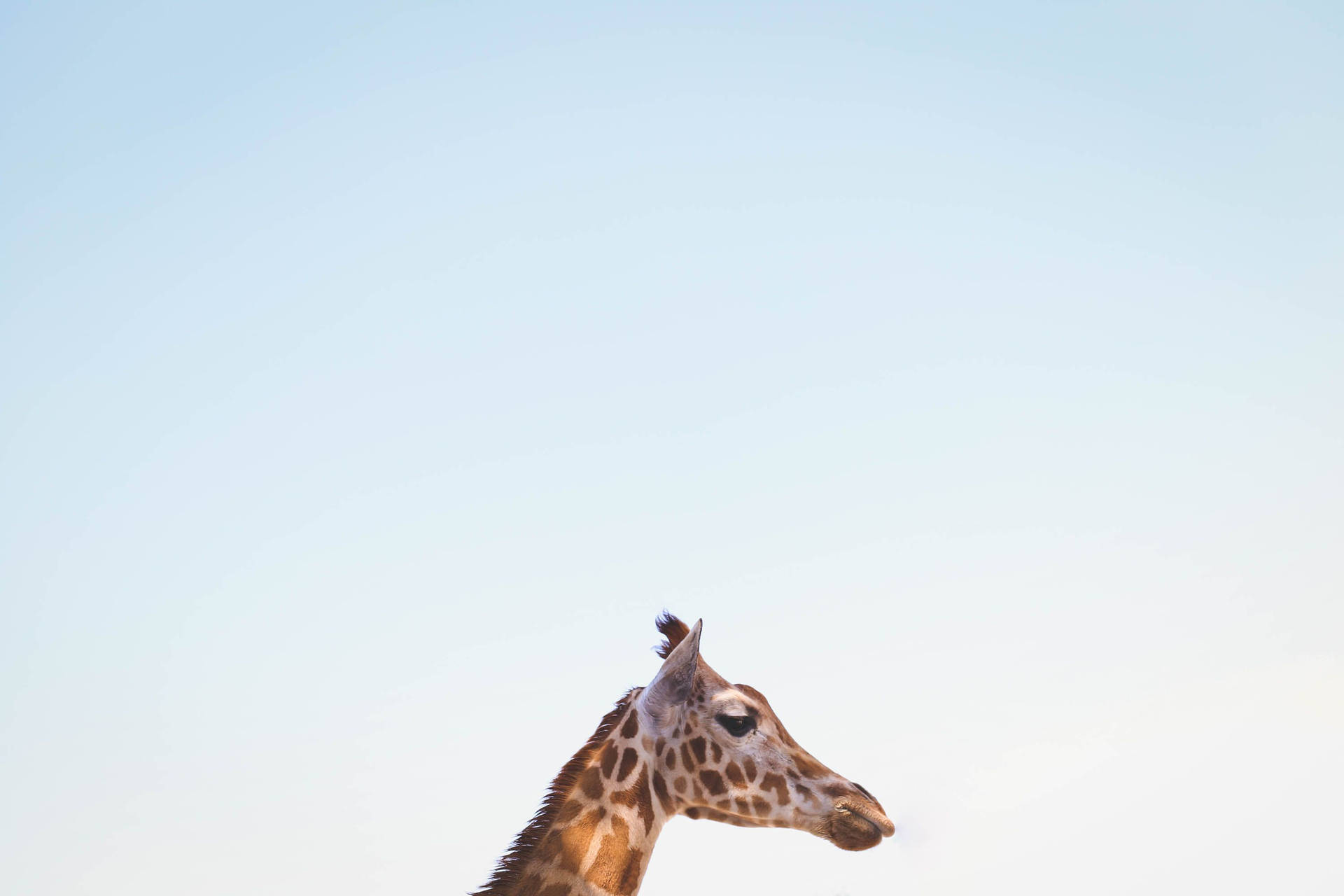 Giraffe Wallpaper