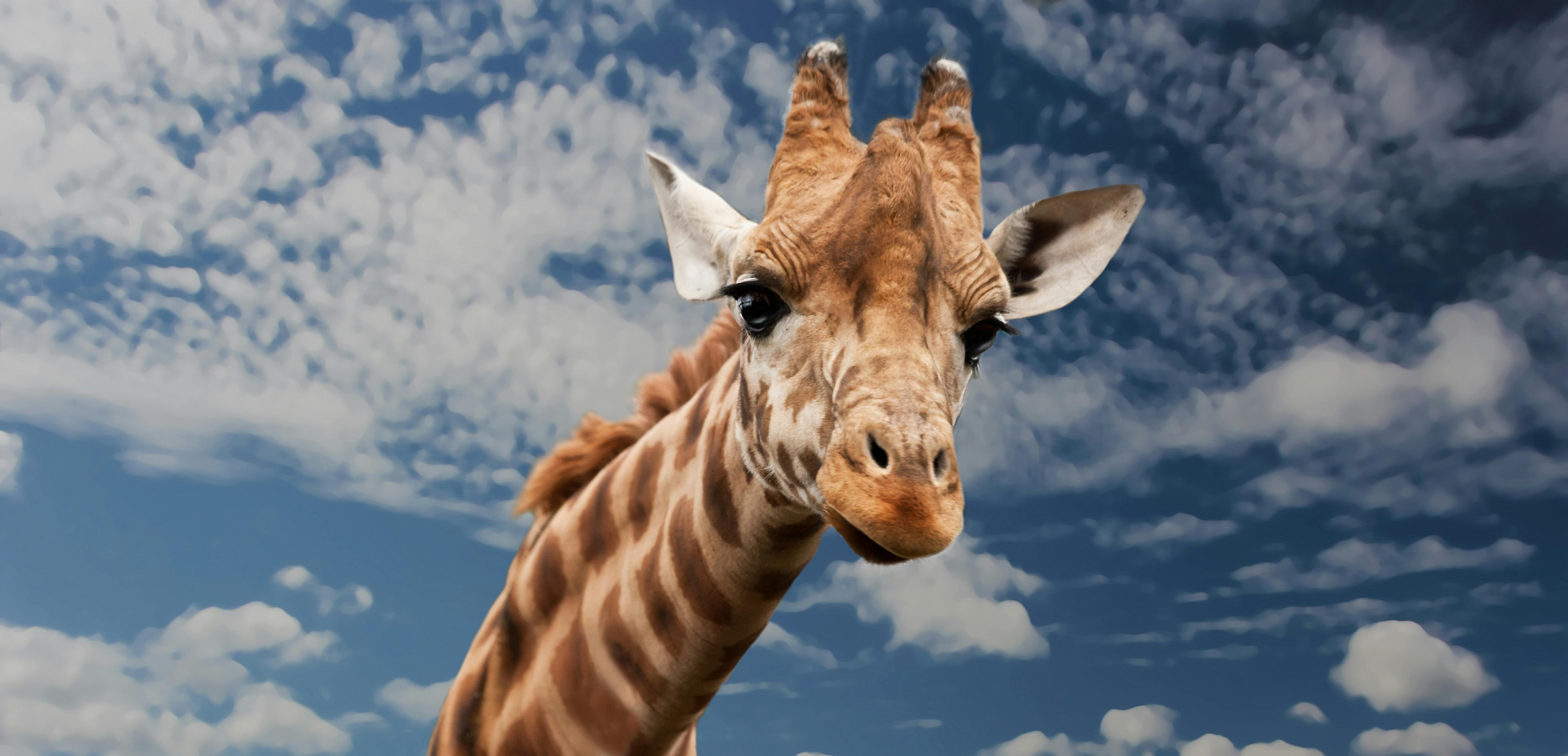 1,Best Giraffe Photo · 100% Free Downloads