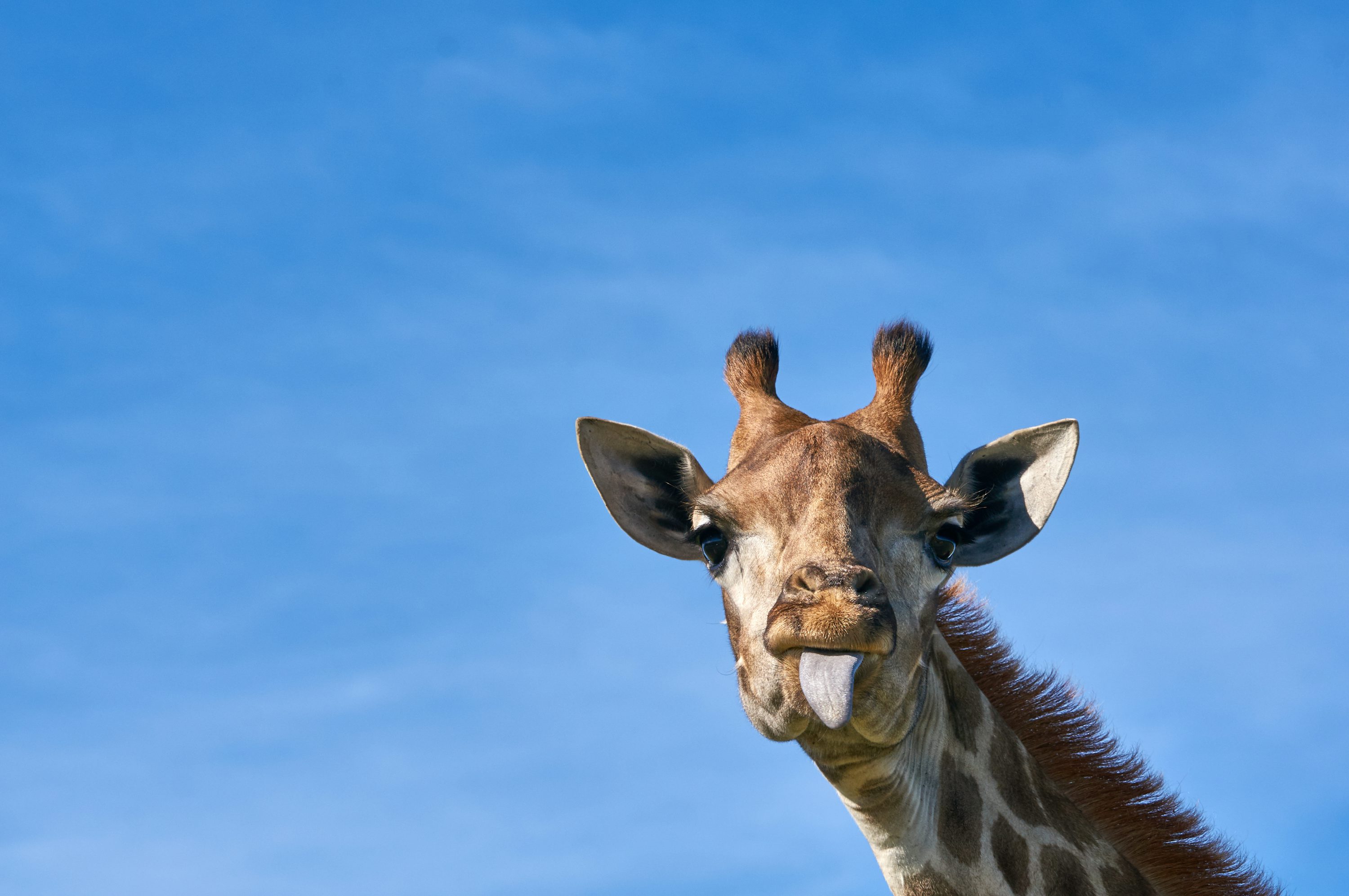 Selective focus photography of brown giraffe photo