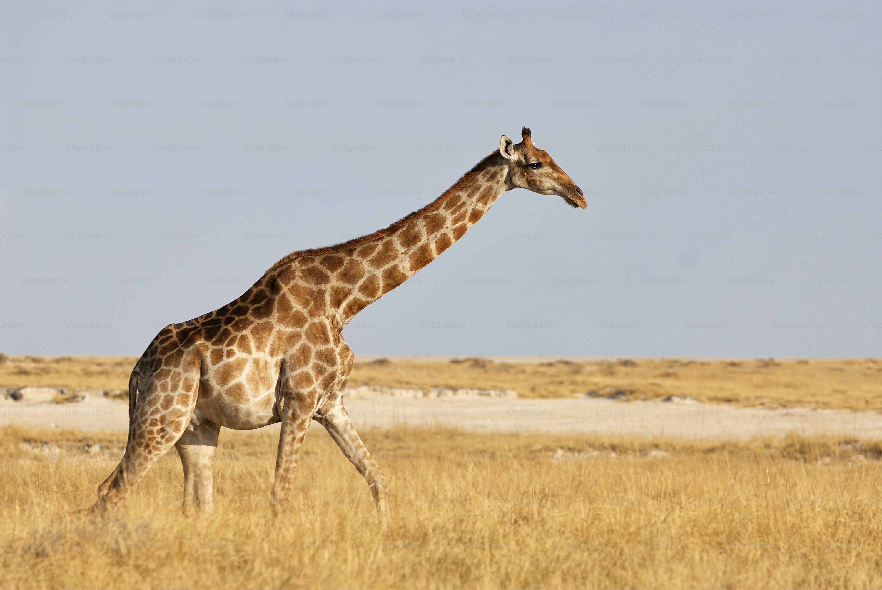 Giraffe Picture [HD]. Download Free Image