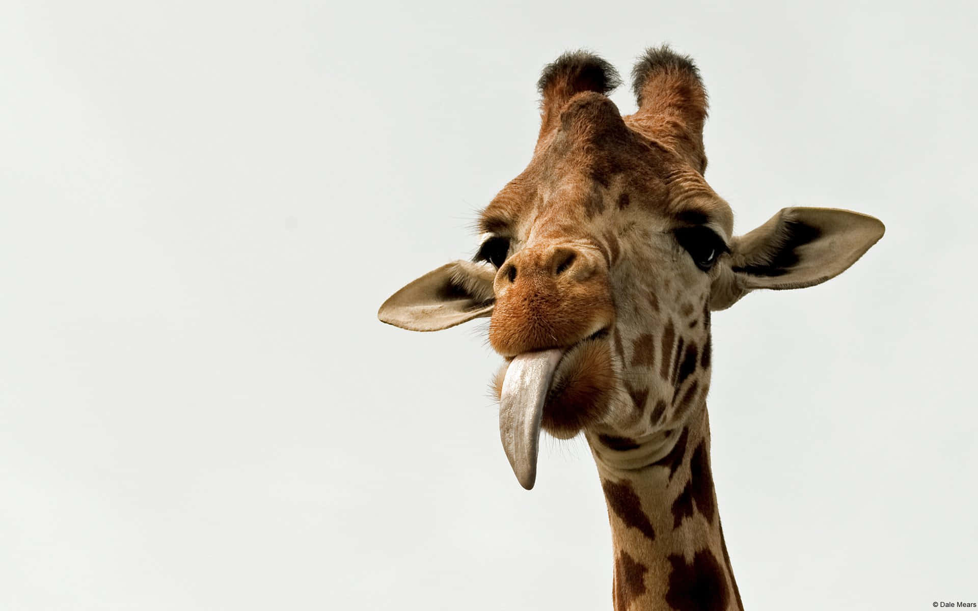 Download Cheeky Giraffe Wallpaper
