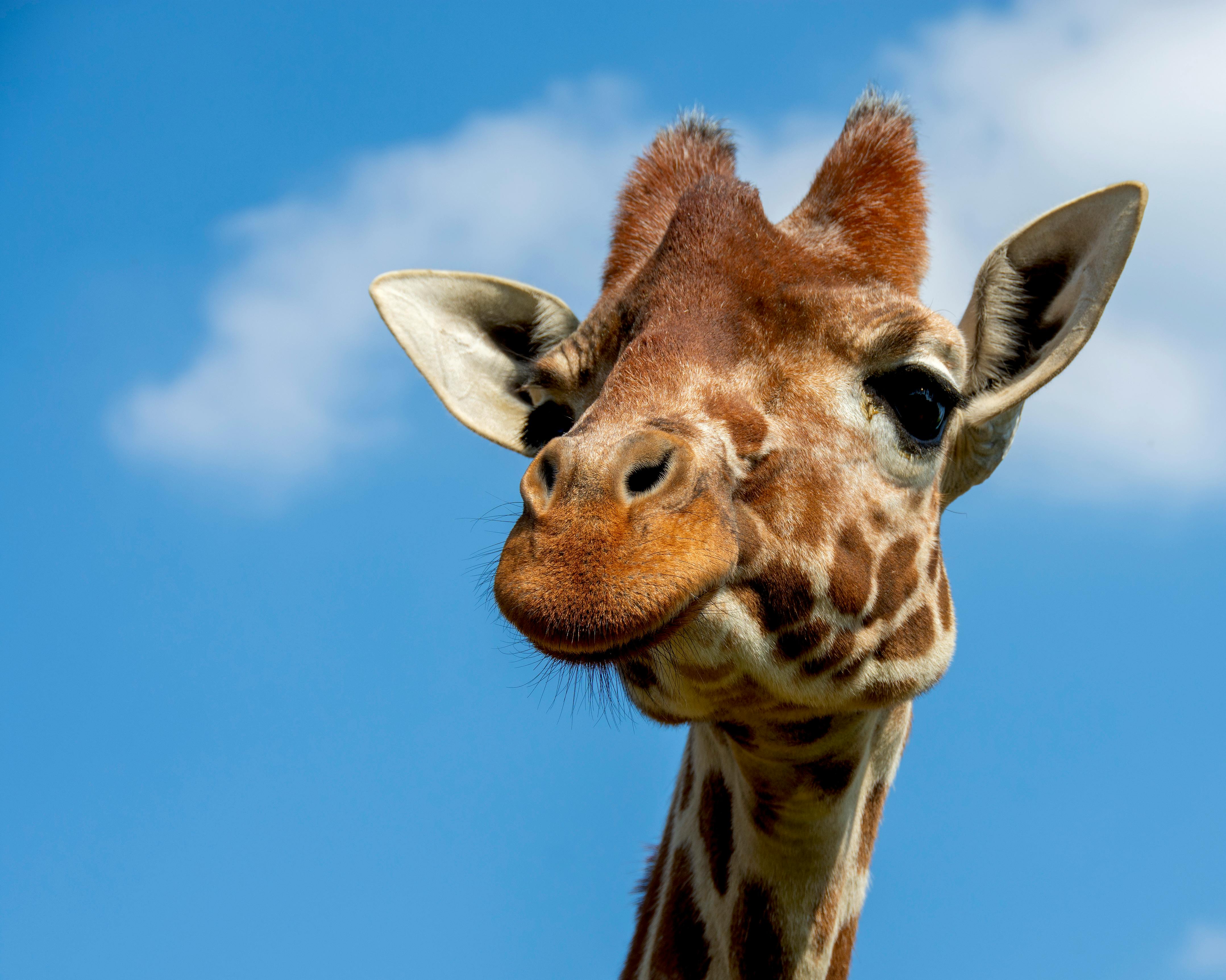 Close Up Of A Giraffe Against Clear Blue Sky · Free