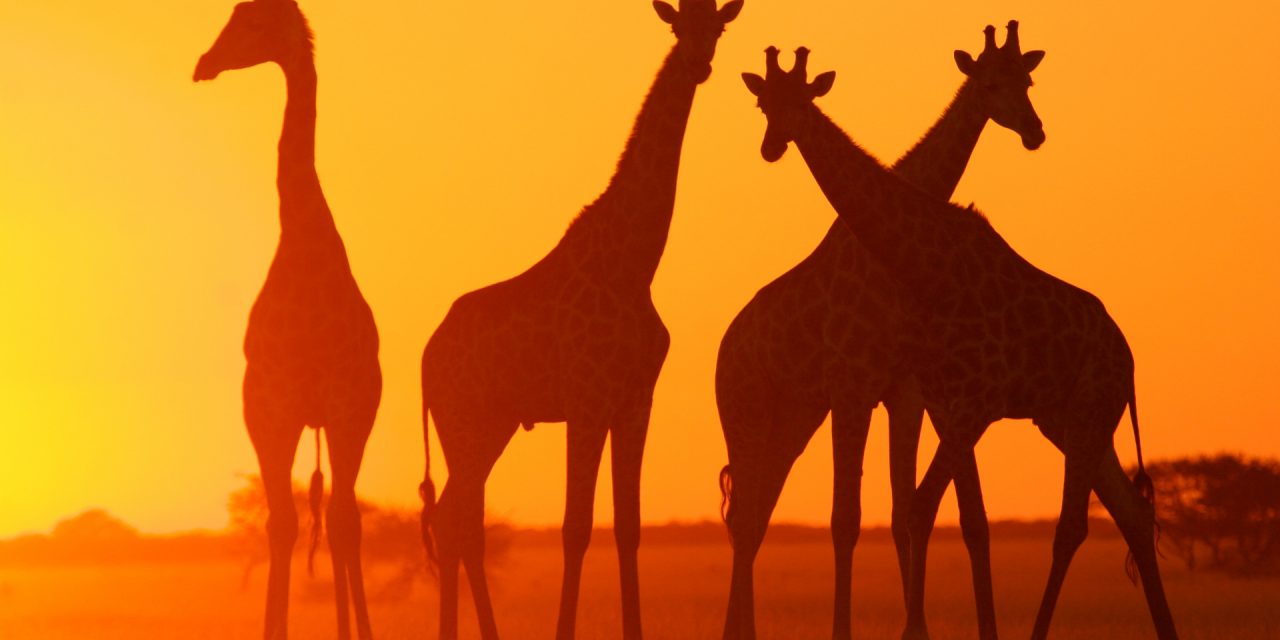 Places to Spot Giraffes in Their Natural Habitat