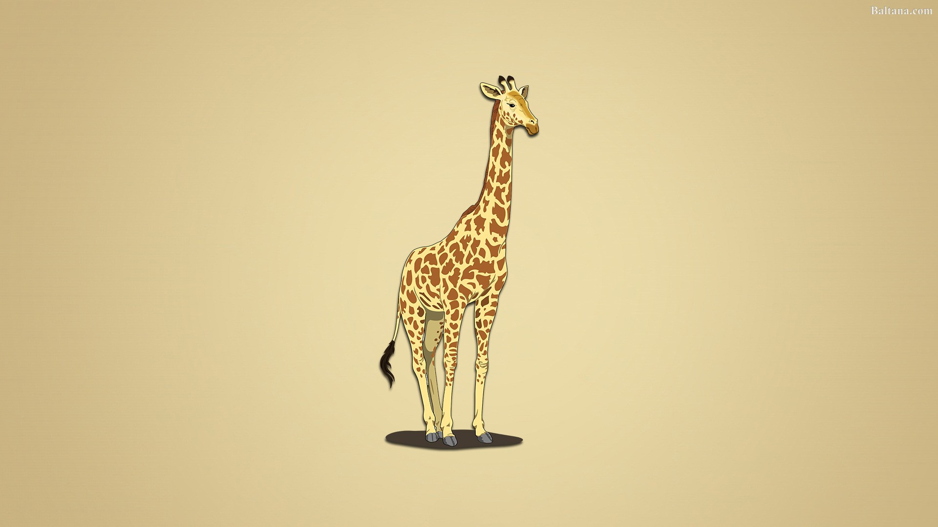 Giraffe Wallpaper 29806