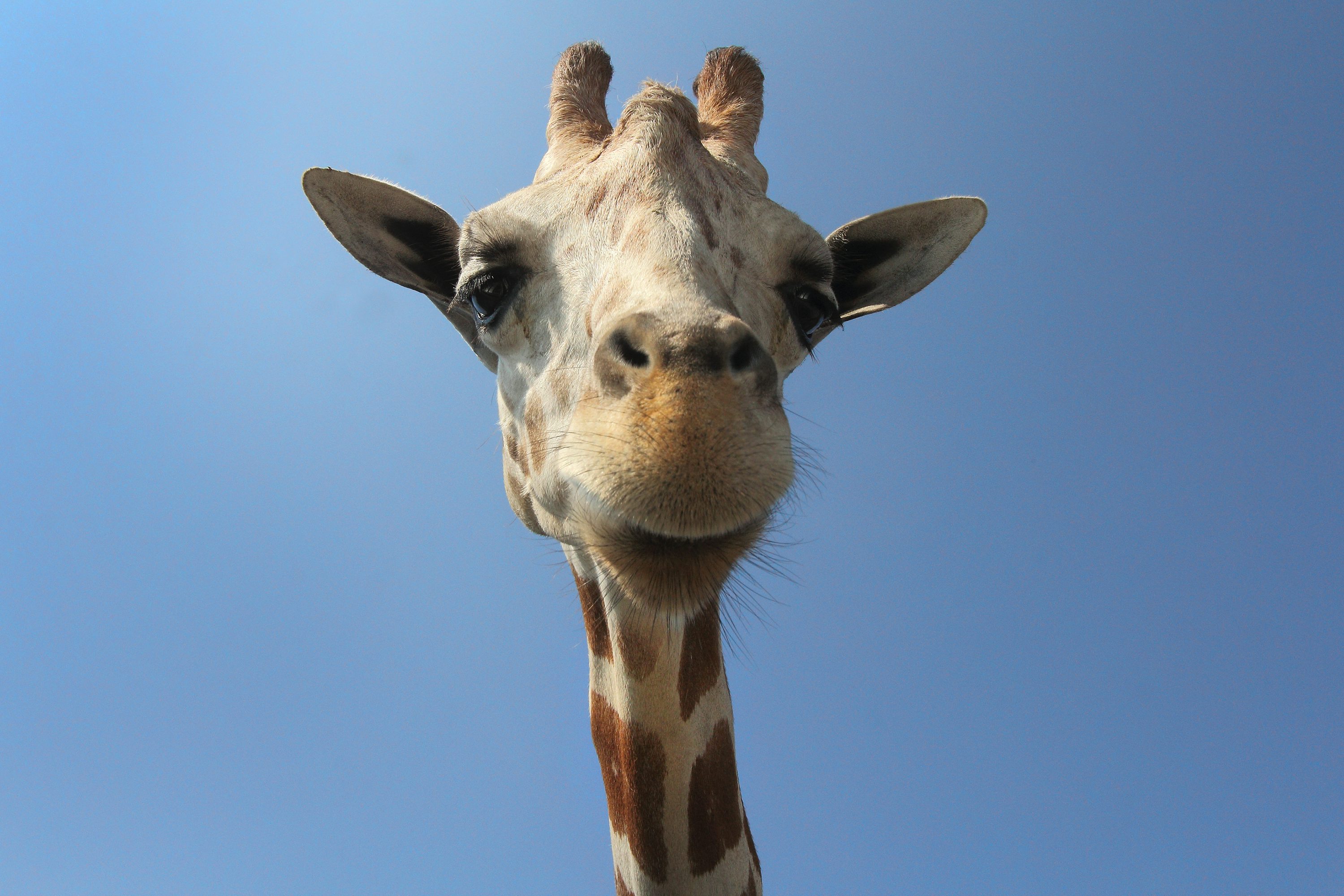 Giraffe Picture [HD]. Download Free Image