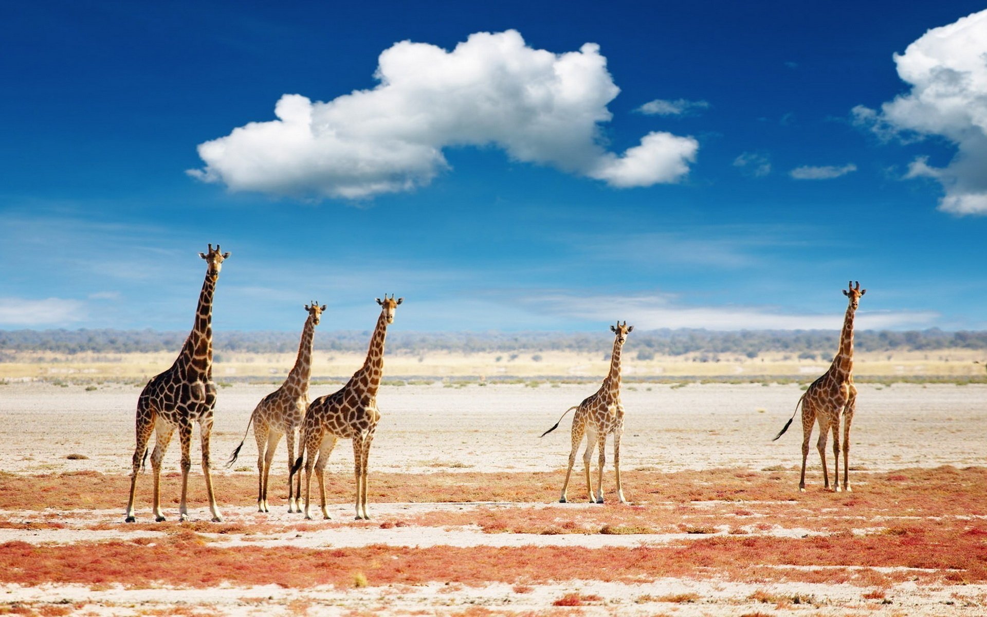 Download Animal Giraffe HD Wallpaper