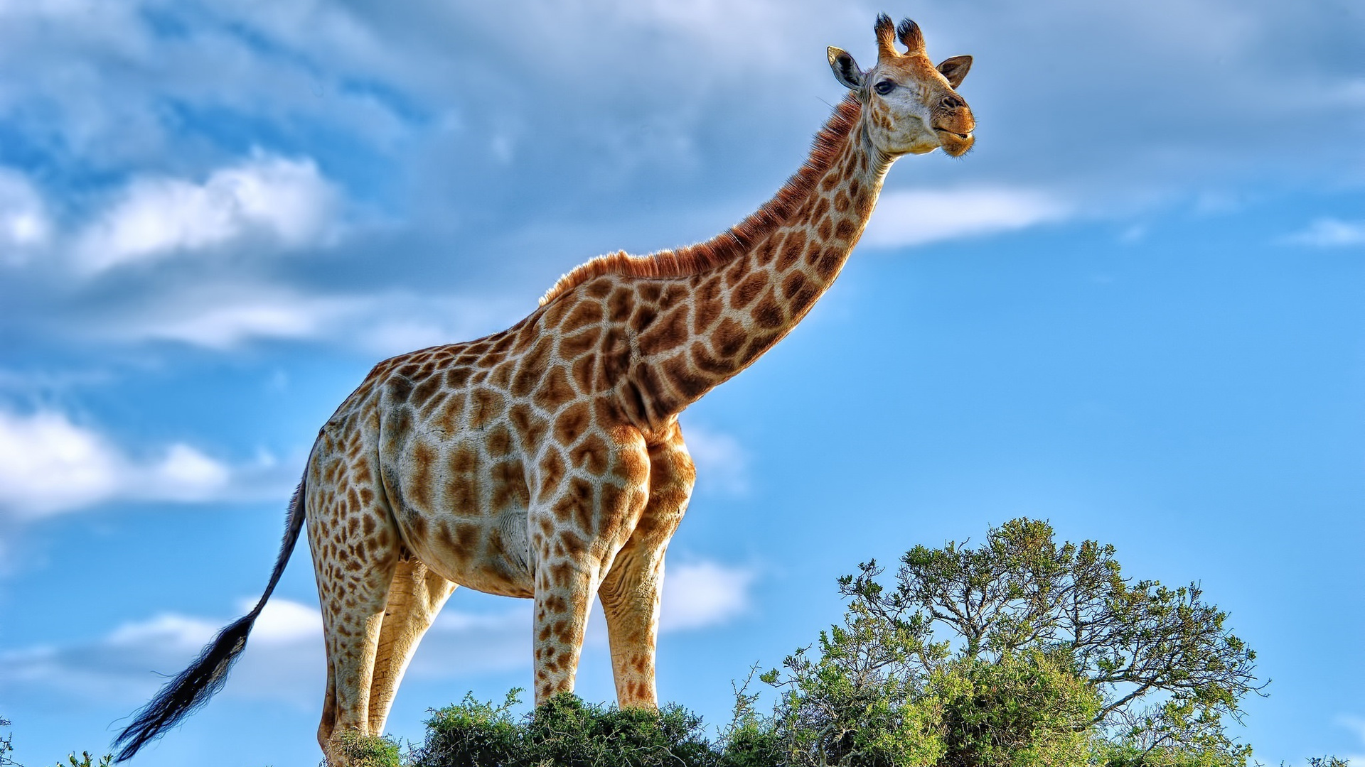 Giraffe Laptop Full HD 1080P , HD 4k Wallpaper, Image, Background, Photo and Picture