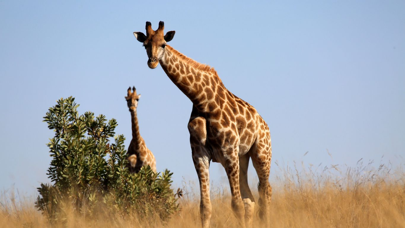 Download wallpaper 1366x768 giraffe, animal, savannah, grass tablet, laptop HD background