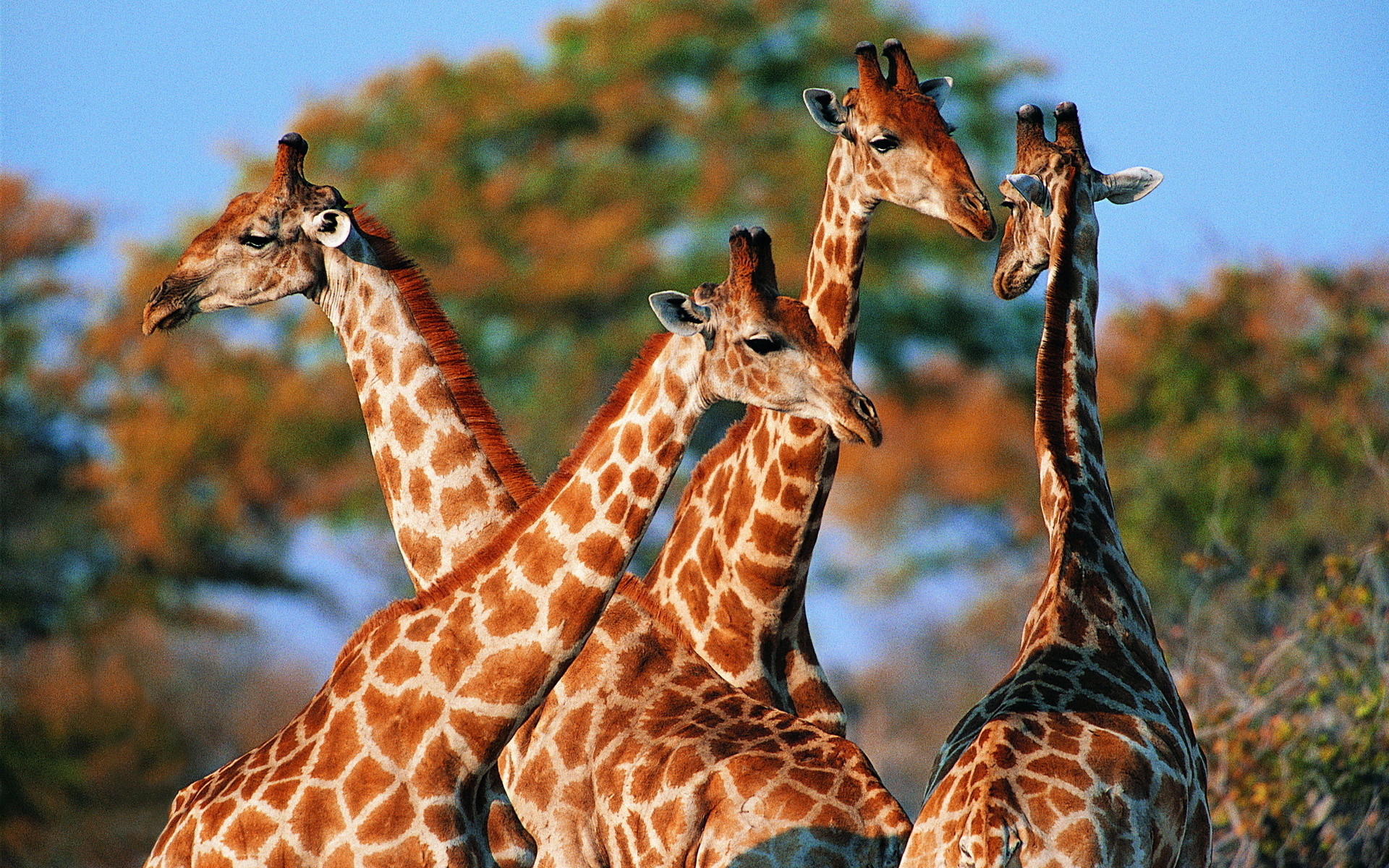 Giraffes Wallpaper