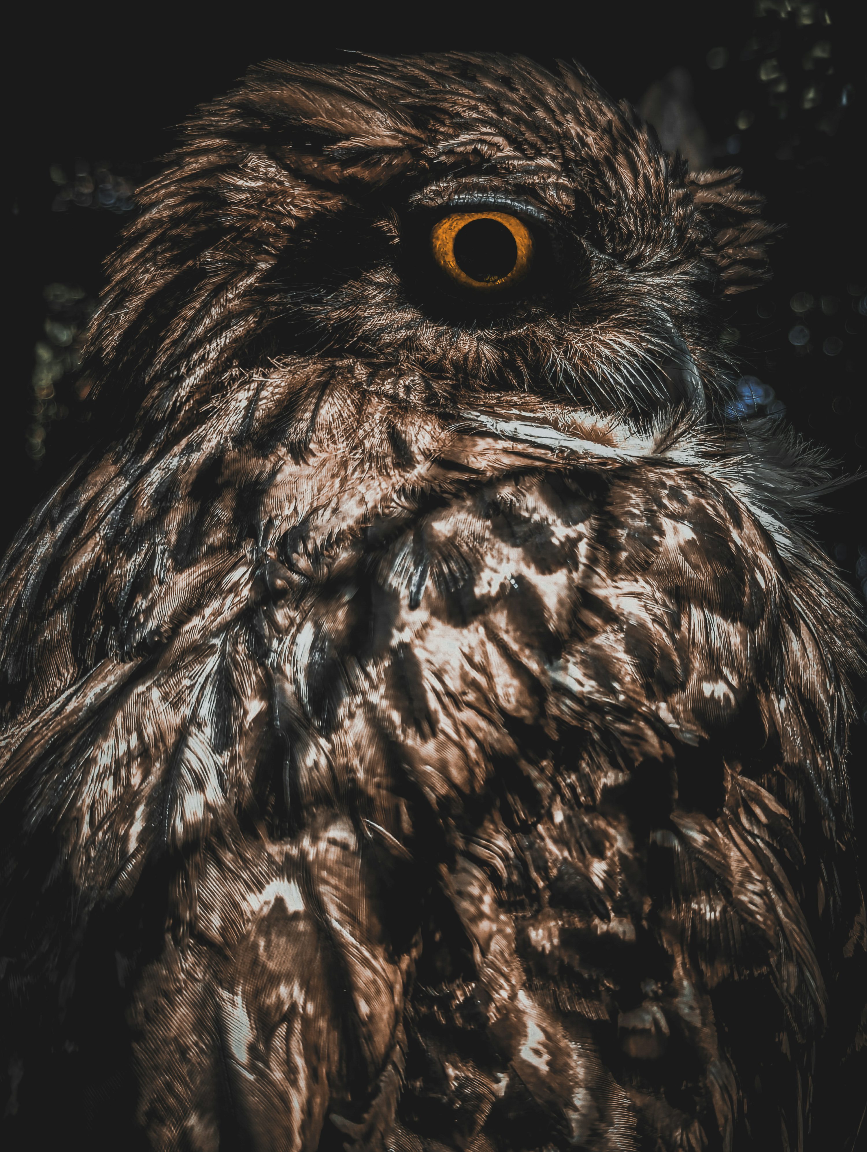 A close up of an owl with orange eyes photo