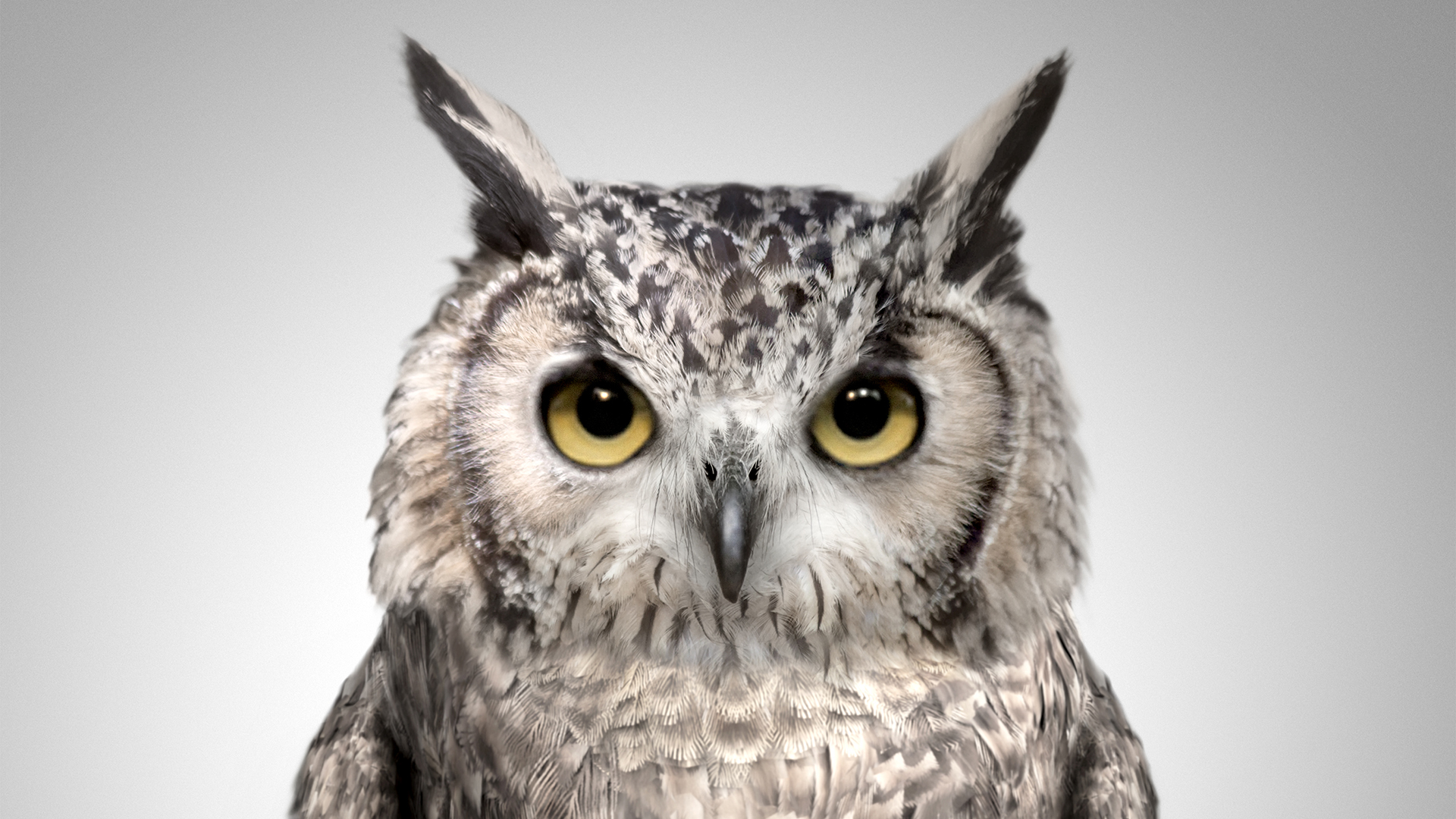 CGI Photo Realistic Owl Renderings