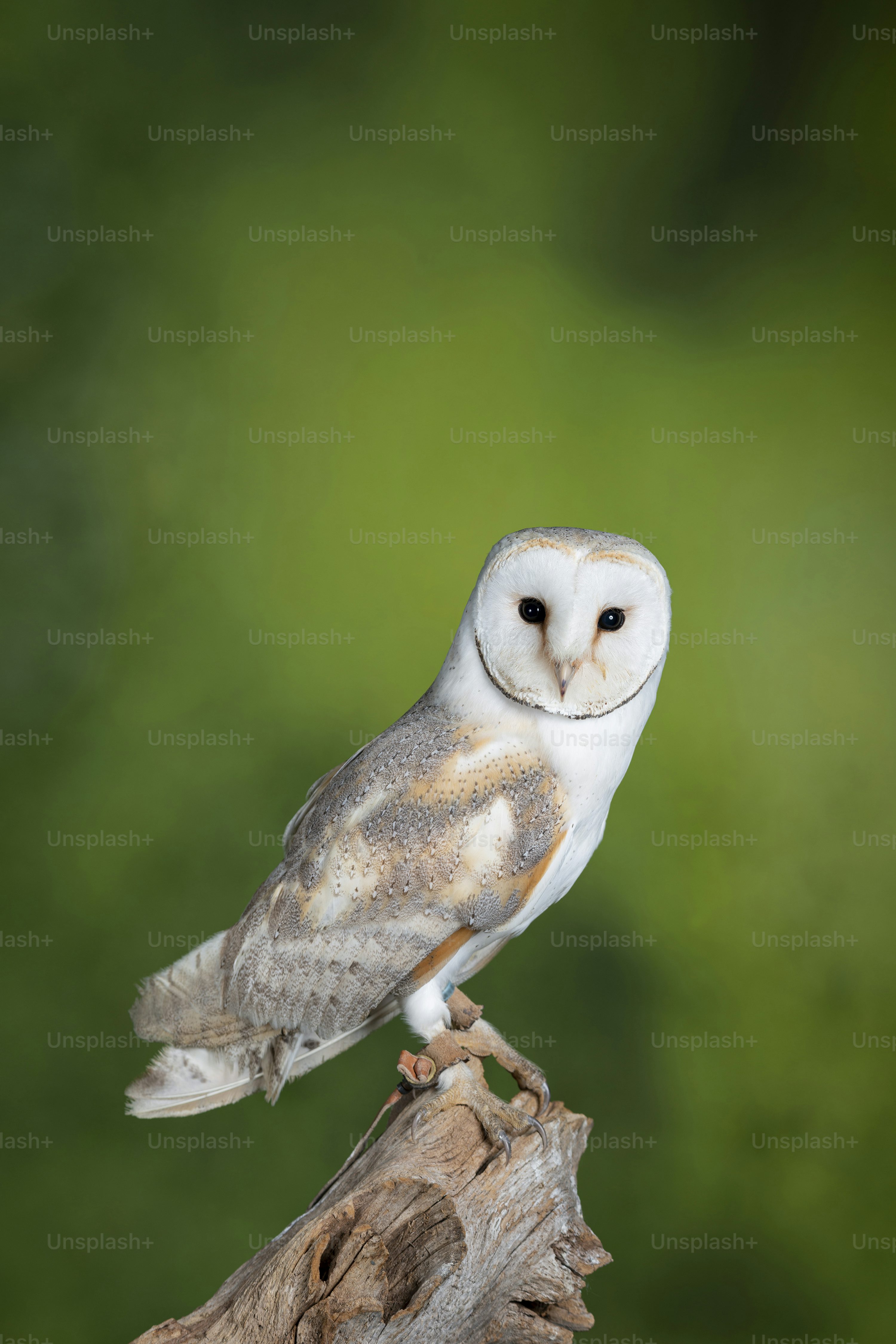 White Owl Picture. Download Free Image