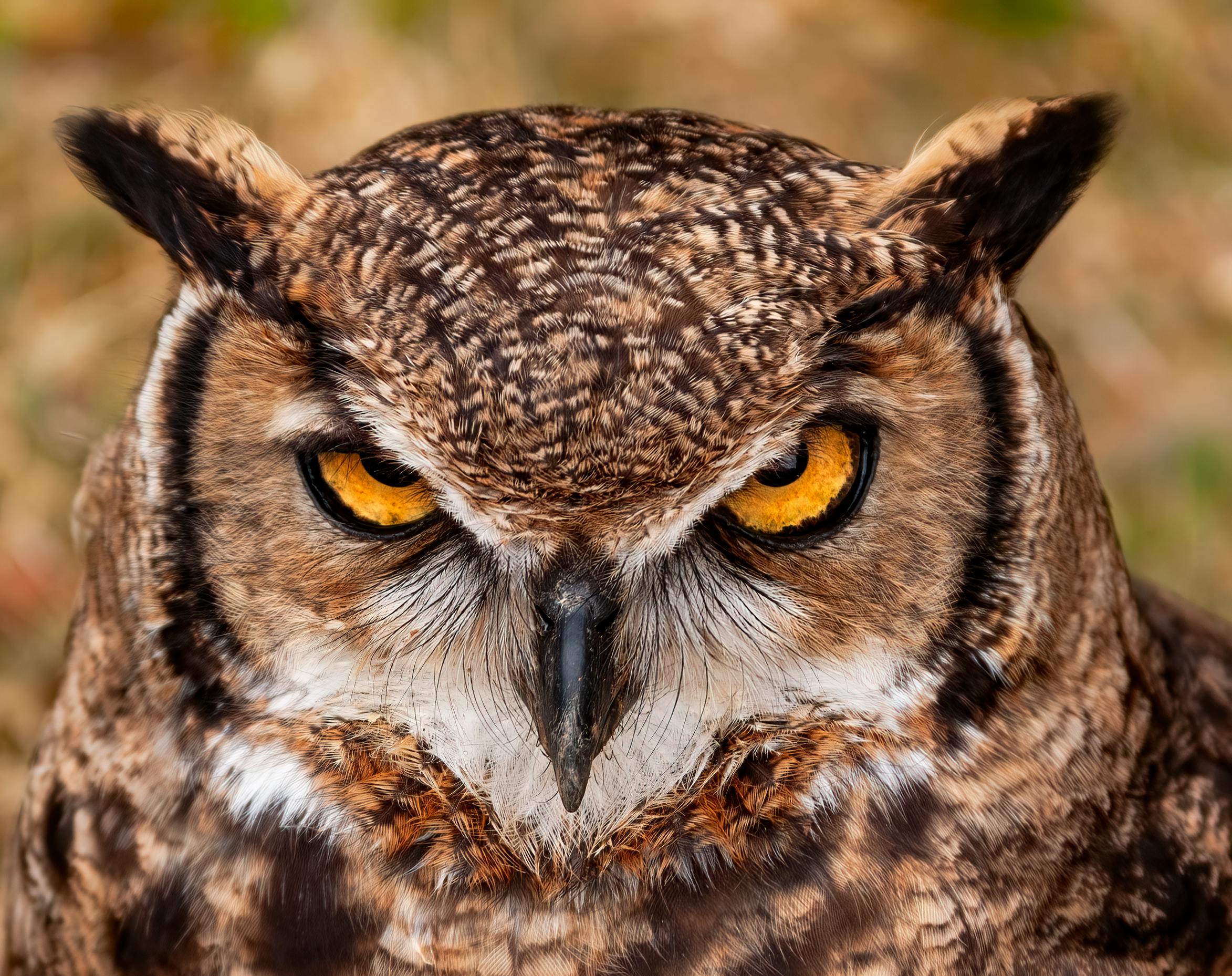 Close Up Of An Owl · Free