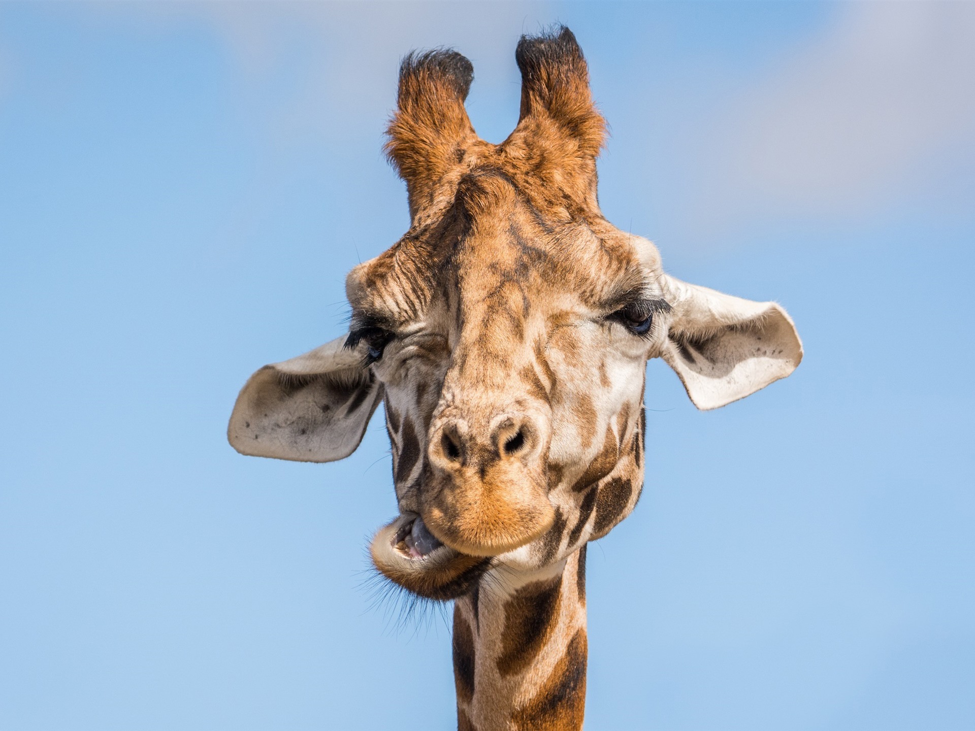 Wallpaper Giraffe, face, eyes, ears, blue background 2880x1800 Picture, Image