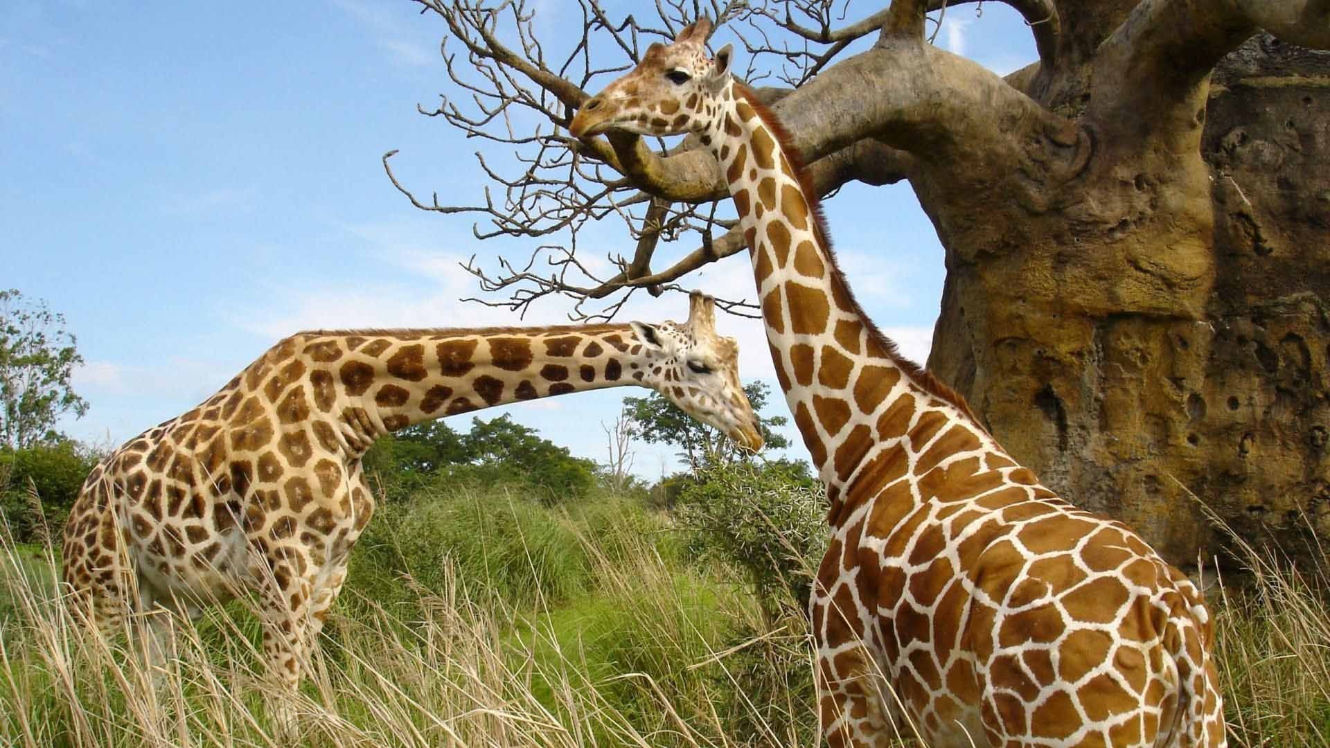 Two Brown White Giraffes Are Standing In Grass Field In Blue Sky Background HD Giraffe Wallpaper
