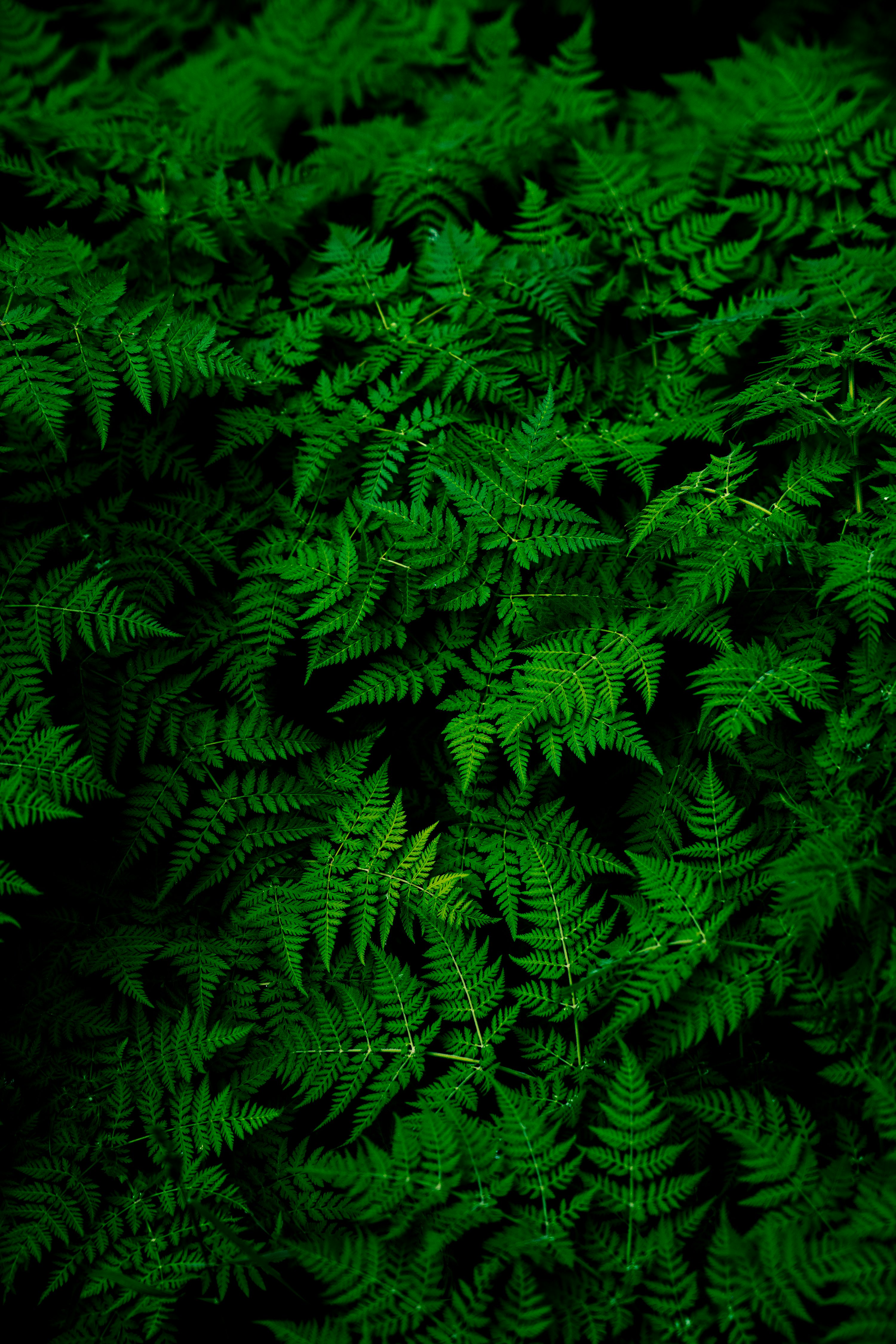 Dark Green Leaf Picture. Download Free Image