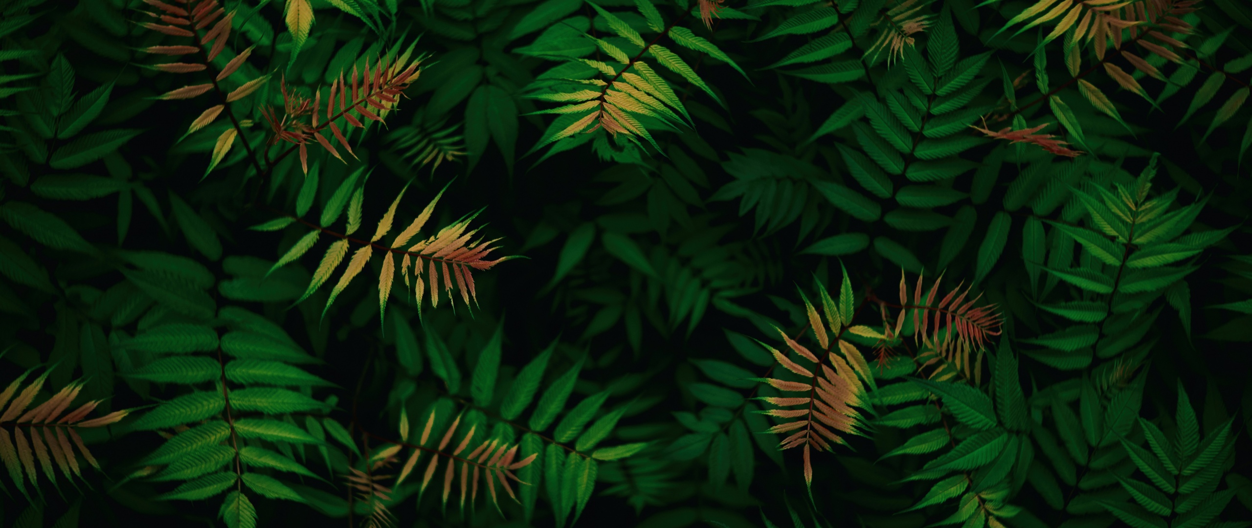 Green leaves Wallpaper 4K, Foliage, Dark green, Tropical