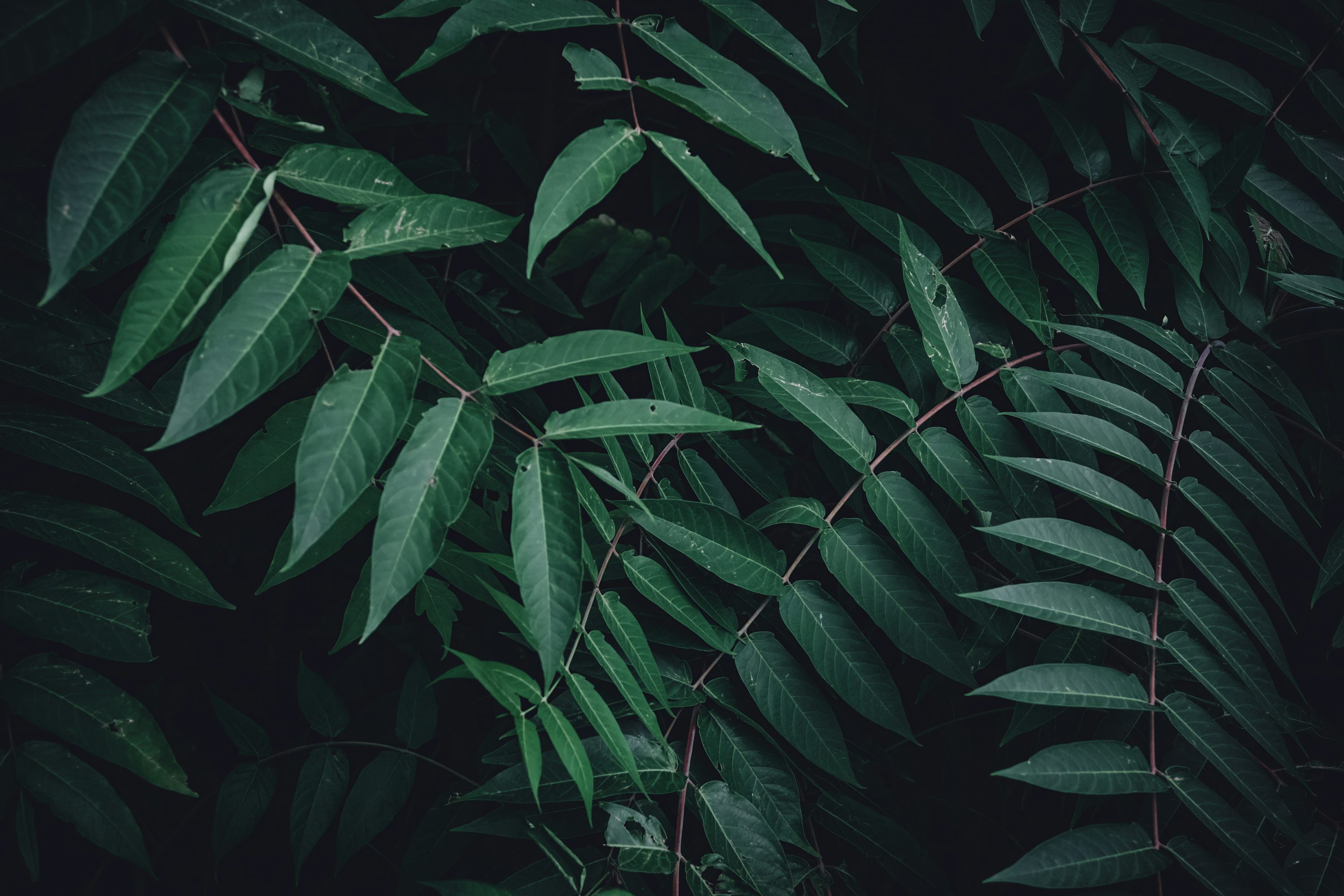 Dark Green Leaves Picture. Download Free Image