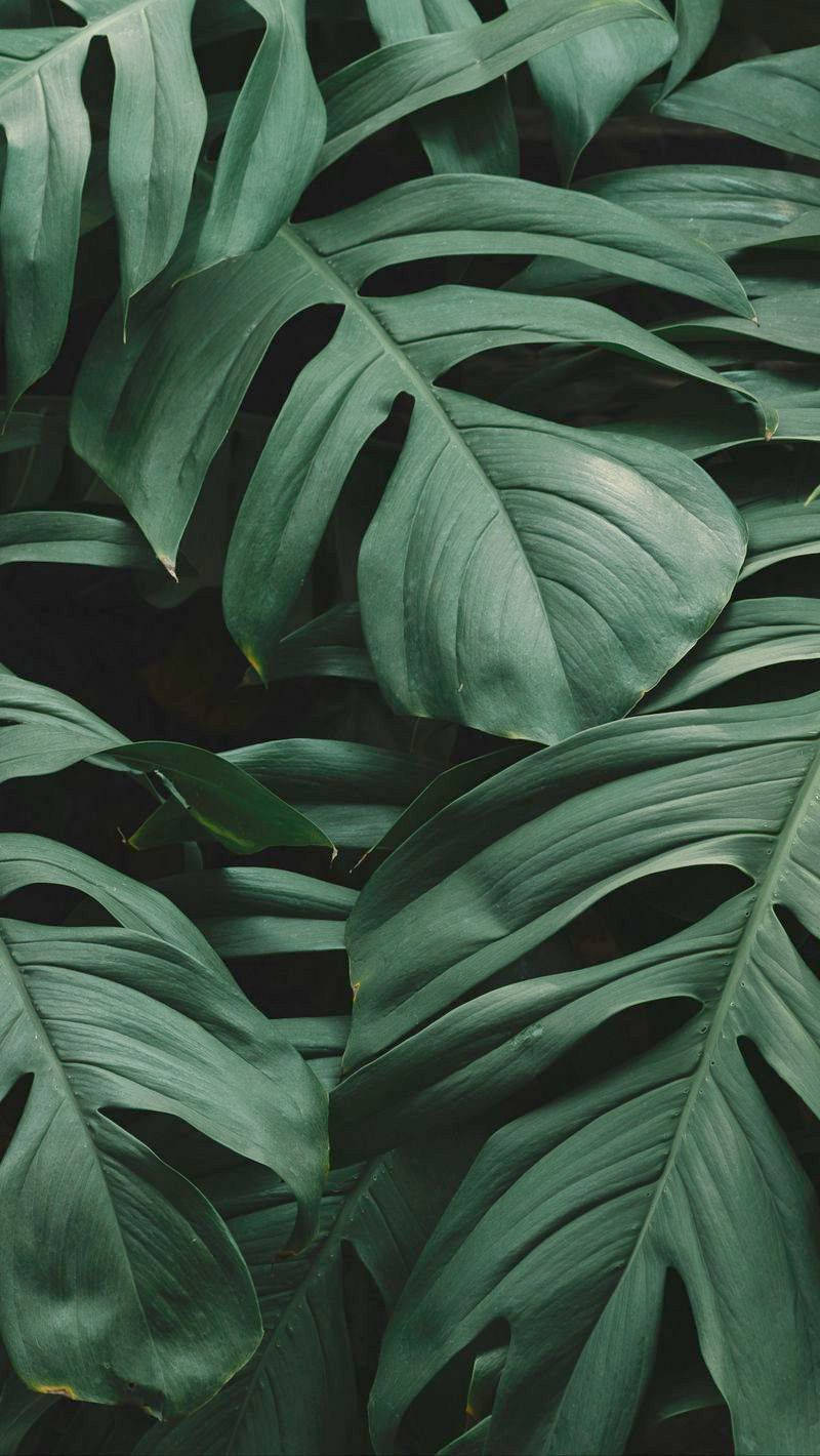 Leaves iPhone Wallpaper