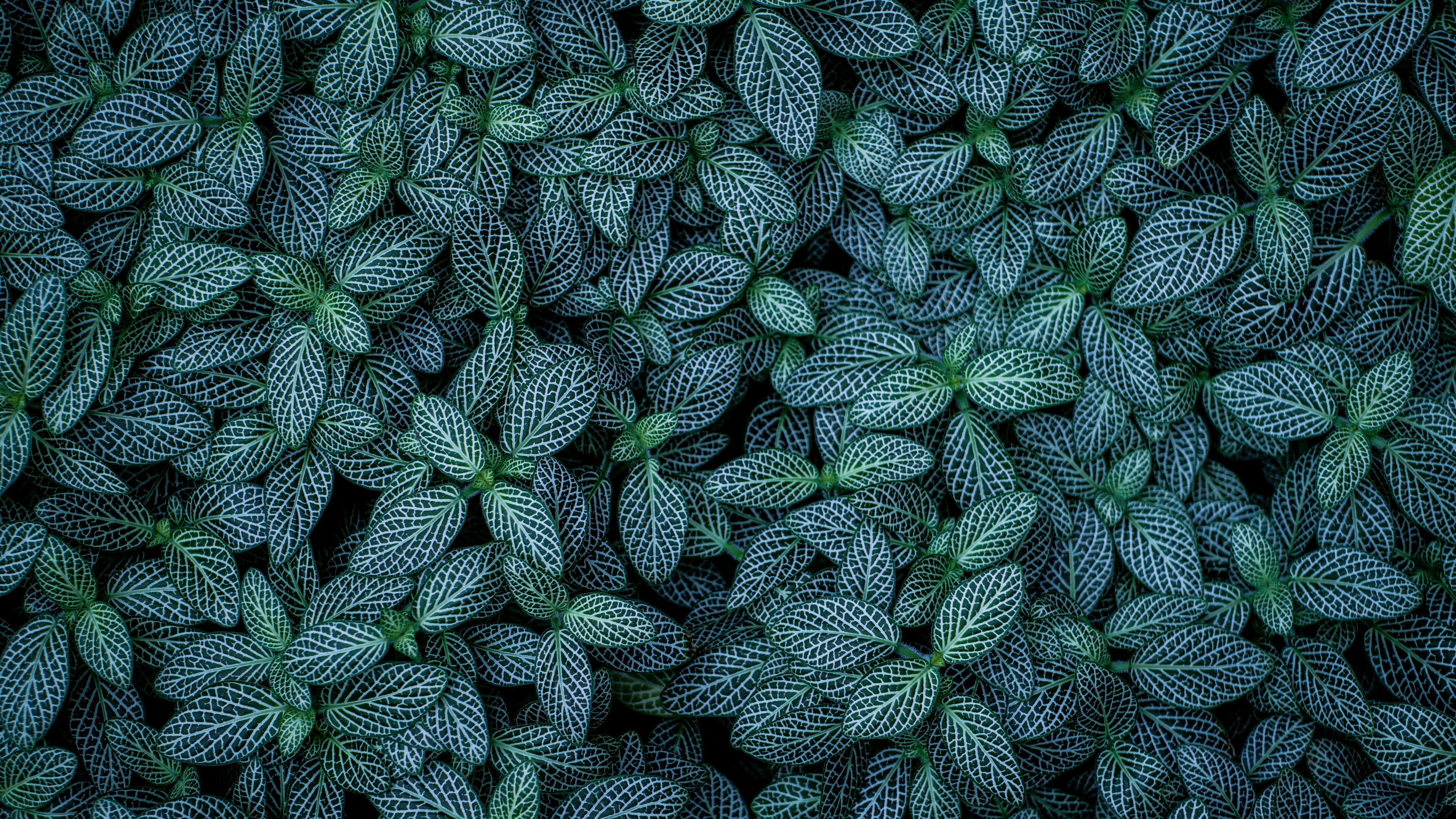 Green leaves Wallpaper 4K, Plants, Leaf Background, Pattern