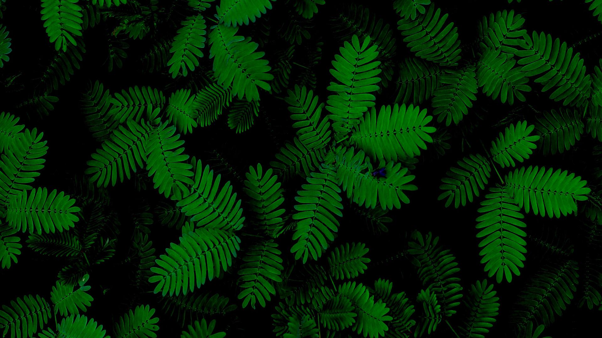 Download wallpaper 1920x1080 foliage, plants, green, carved full hd, hdtv, fhd, 1080p HD background