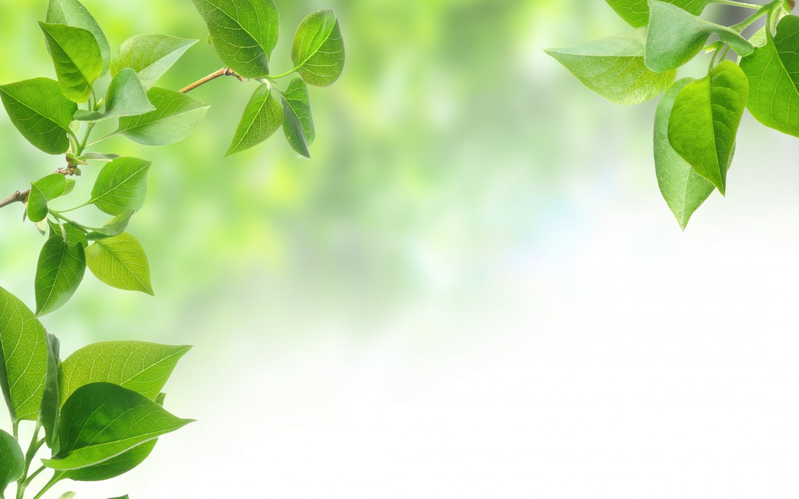 Green Leaves Wallpaper