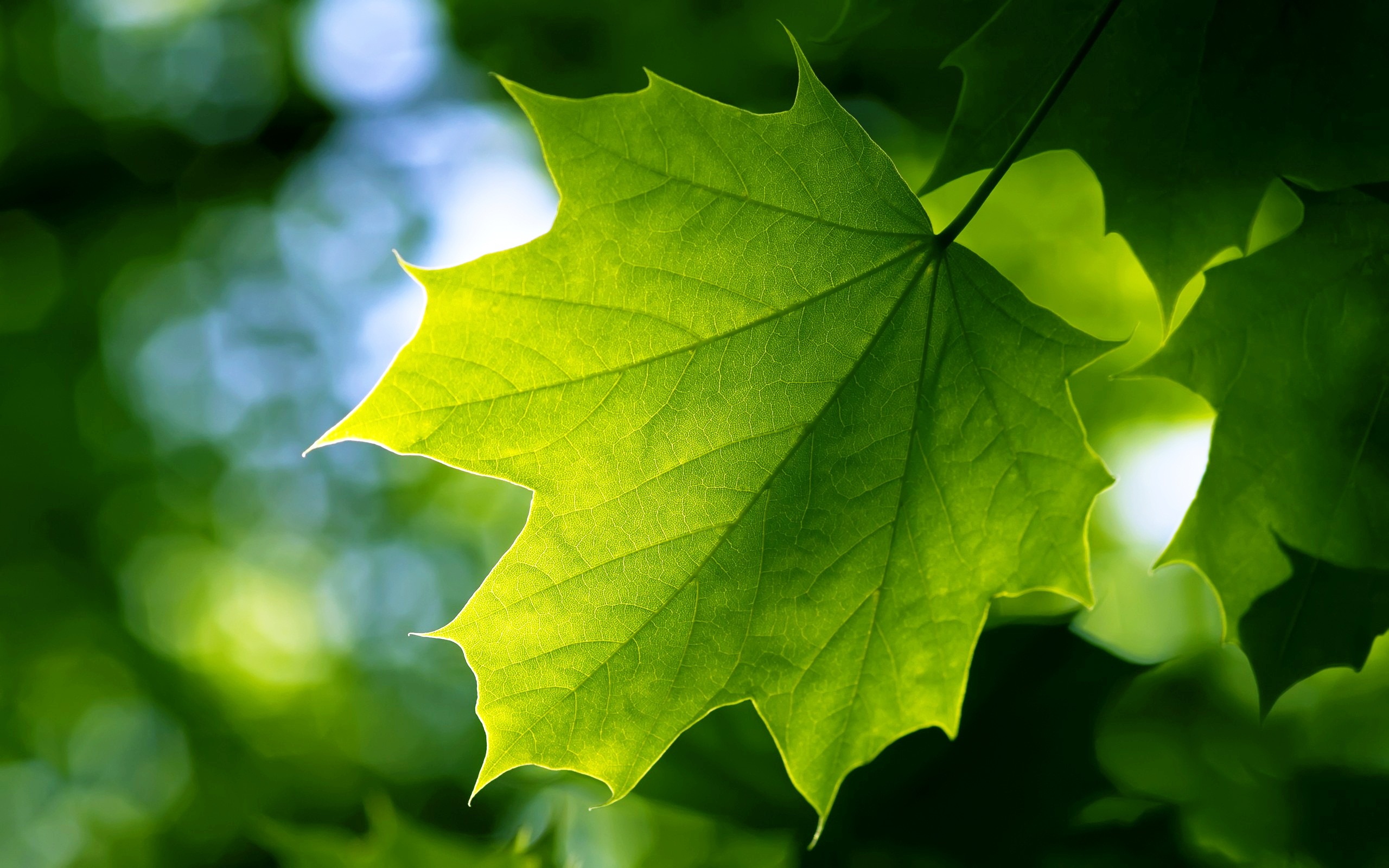 Green Leaf, High Definition, High Quality, Widescreen