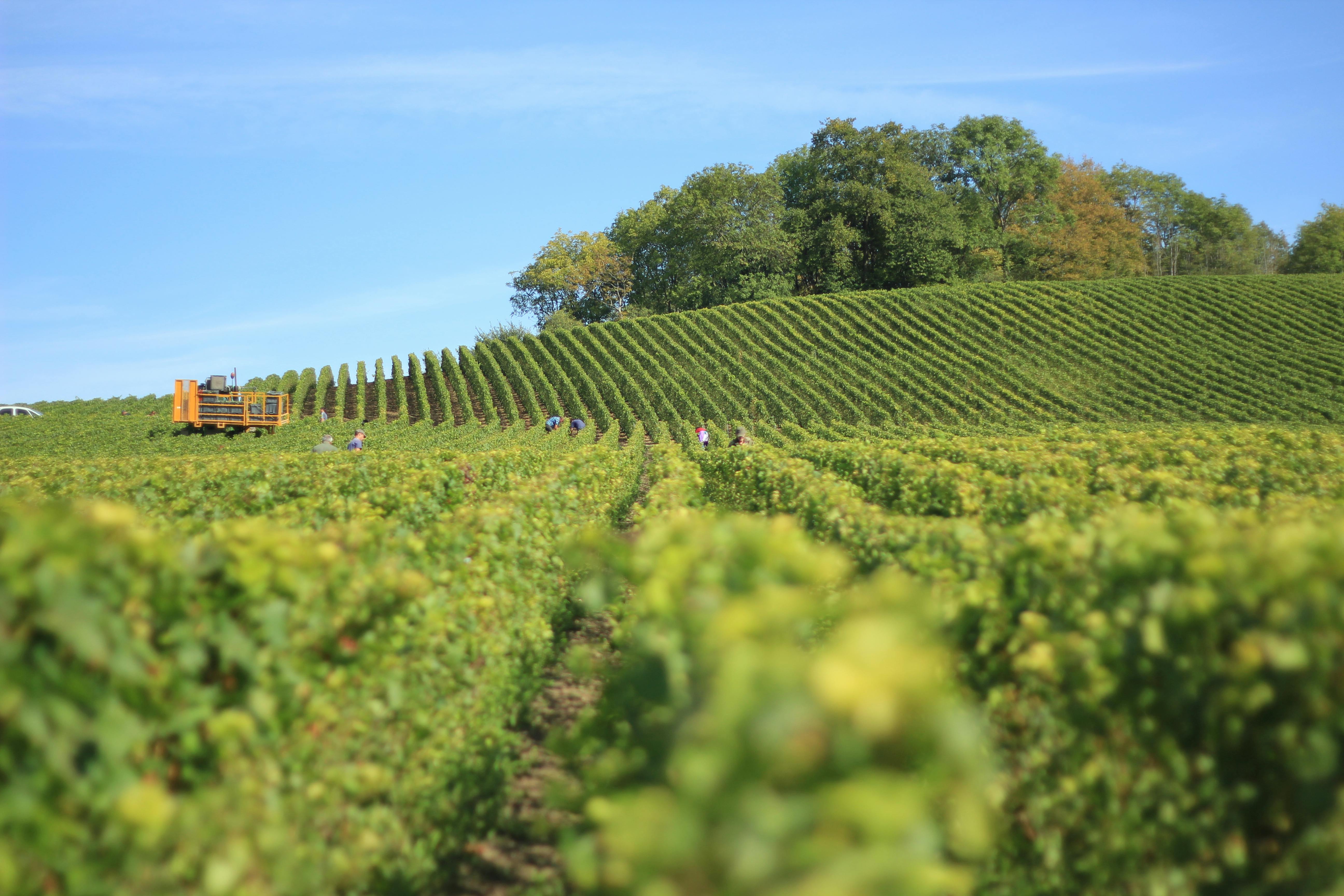 France Vineyard Photo, Download The BEST Free France Vineyard & HD Image