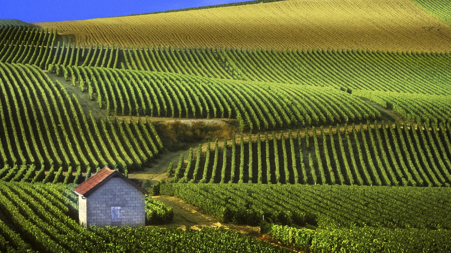 Panoramic View Of Vineyards Champagne France Wallpaper.1920×1080