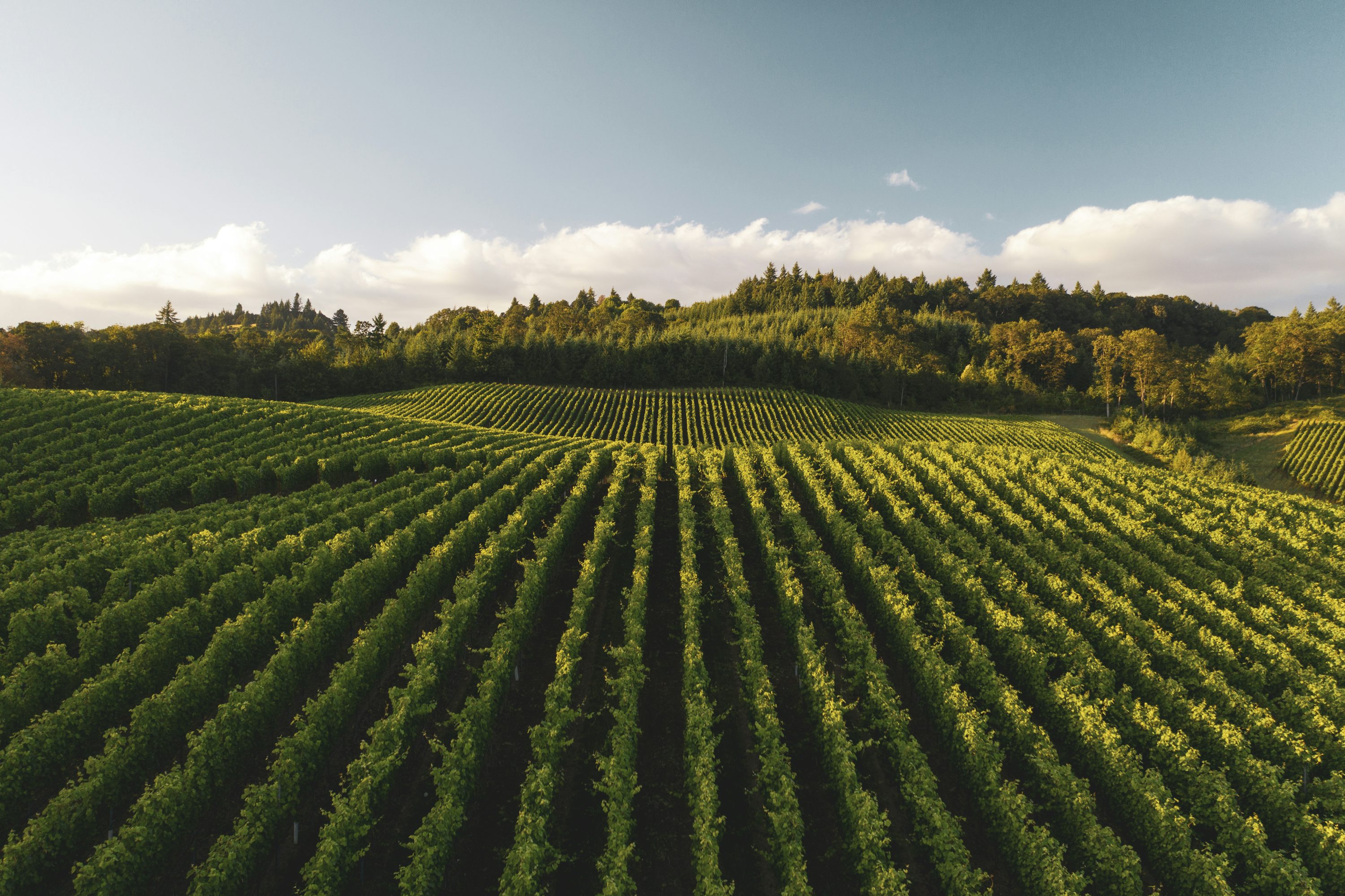Vineyard Picture [HD]. Download Free Image