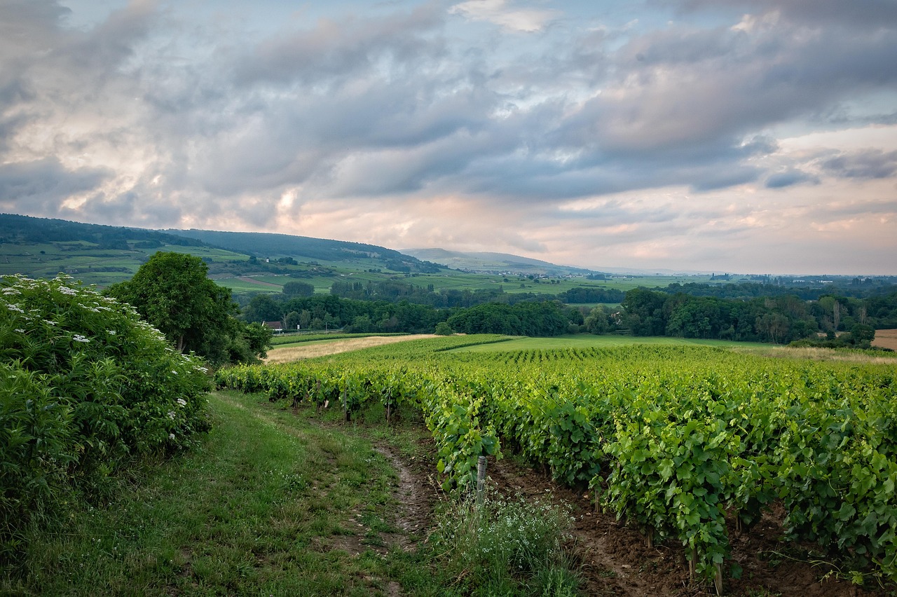 Free Vineyard France & Vineyard Image