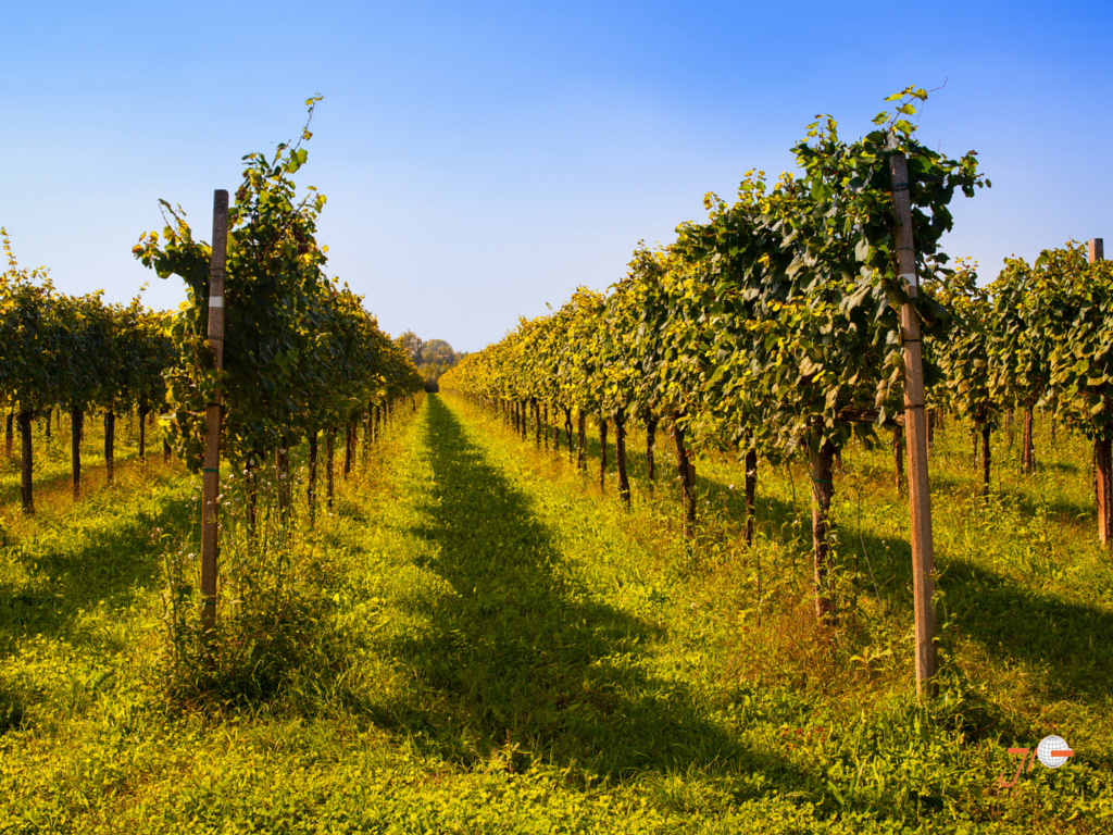 Harvesting French Wine