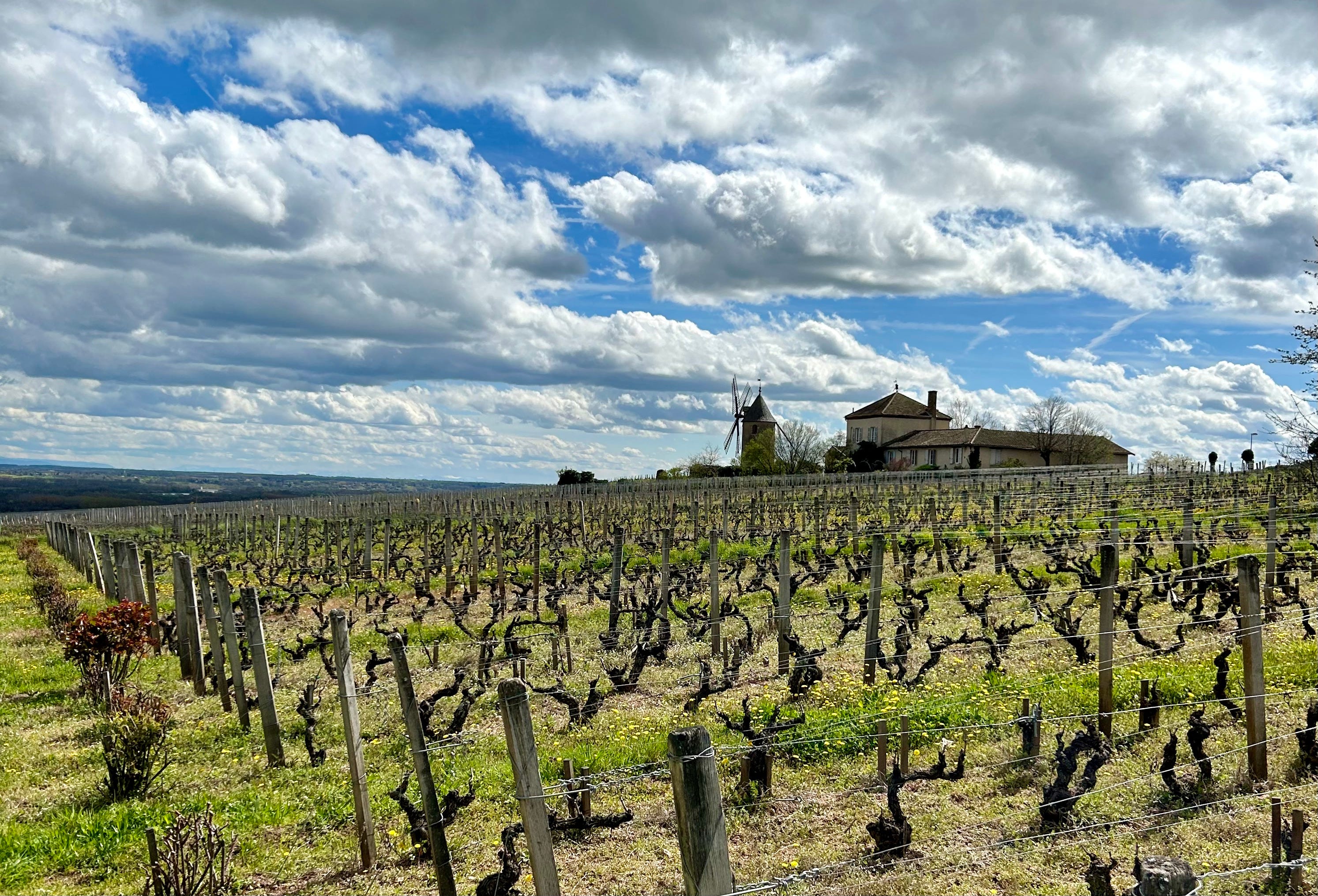 Moulin-à-Vent 101 Lesley Chesterman my Plate