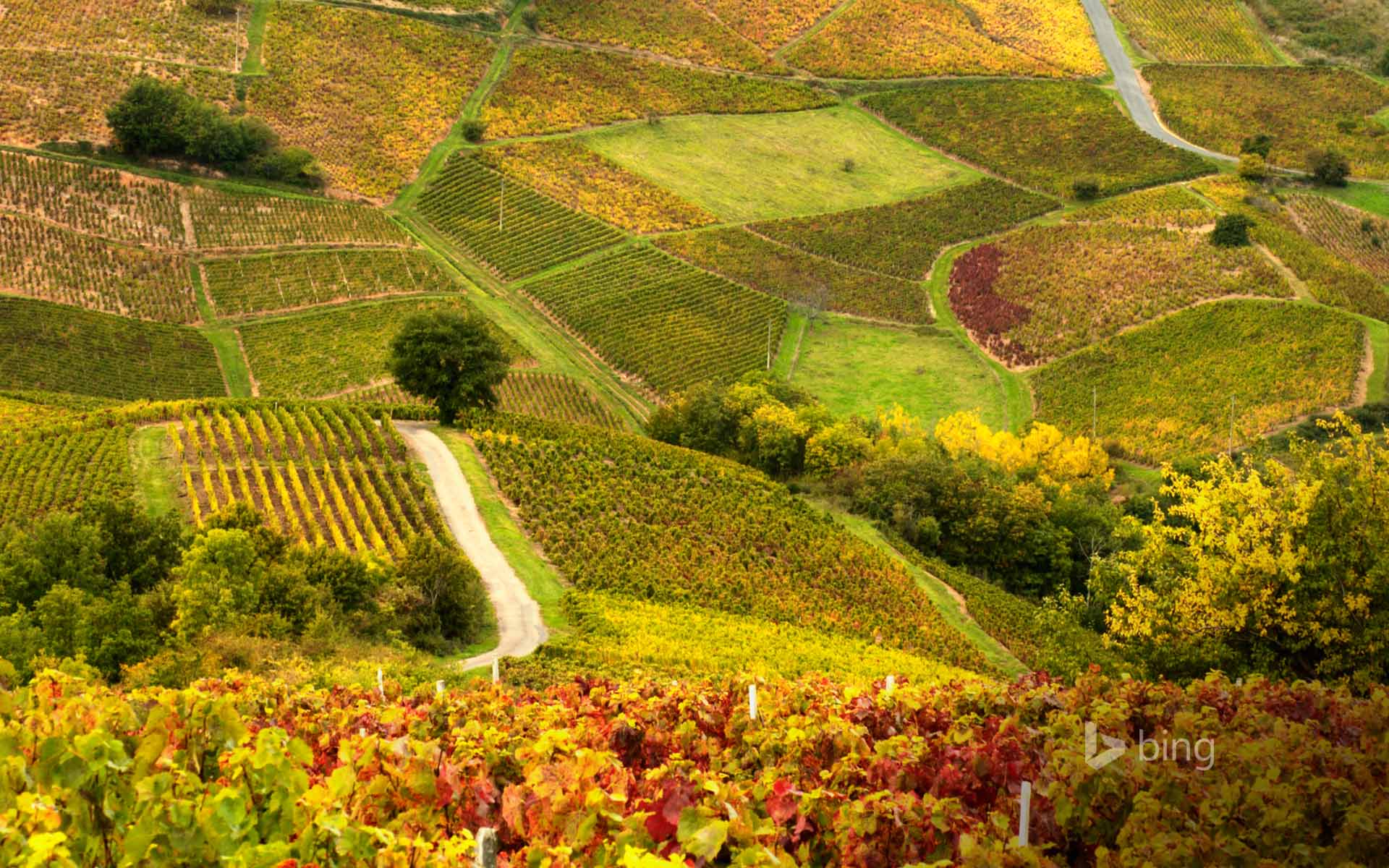 Vineyards in Beaujolais Region, France Wallpaper
