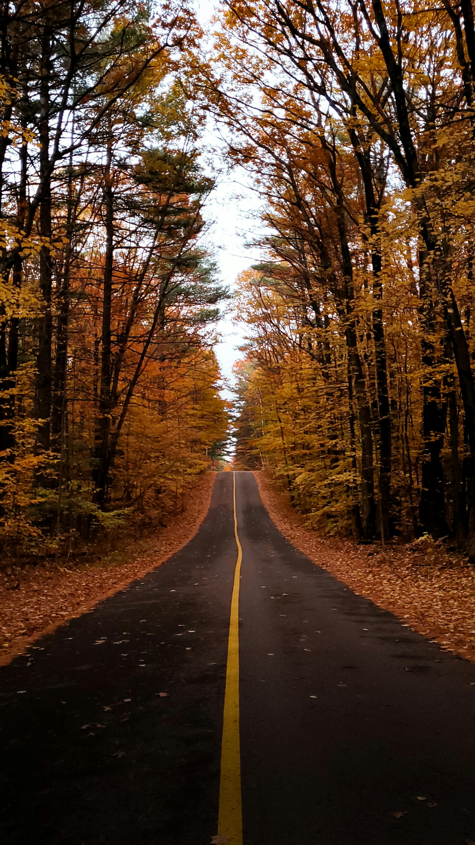 Asphalt Road Cutting through an Autumn Forest · Free