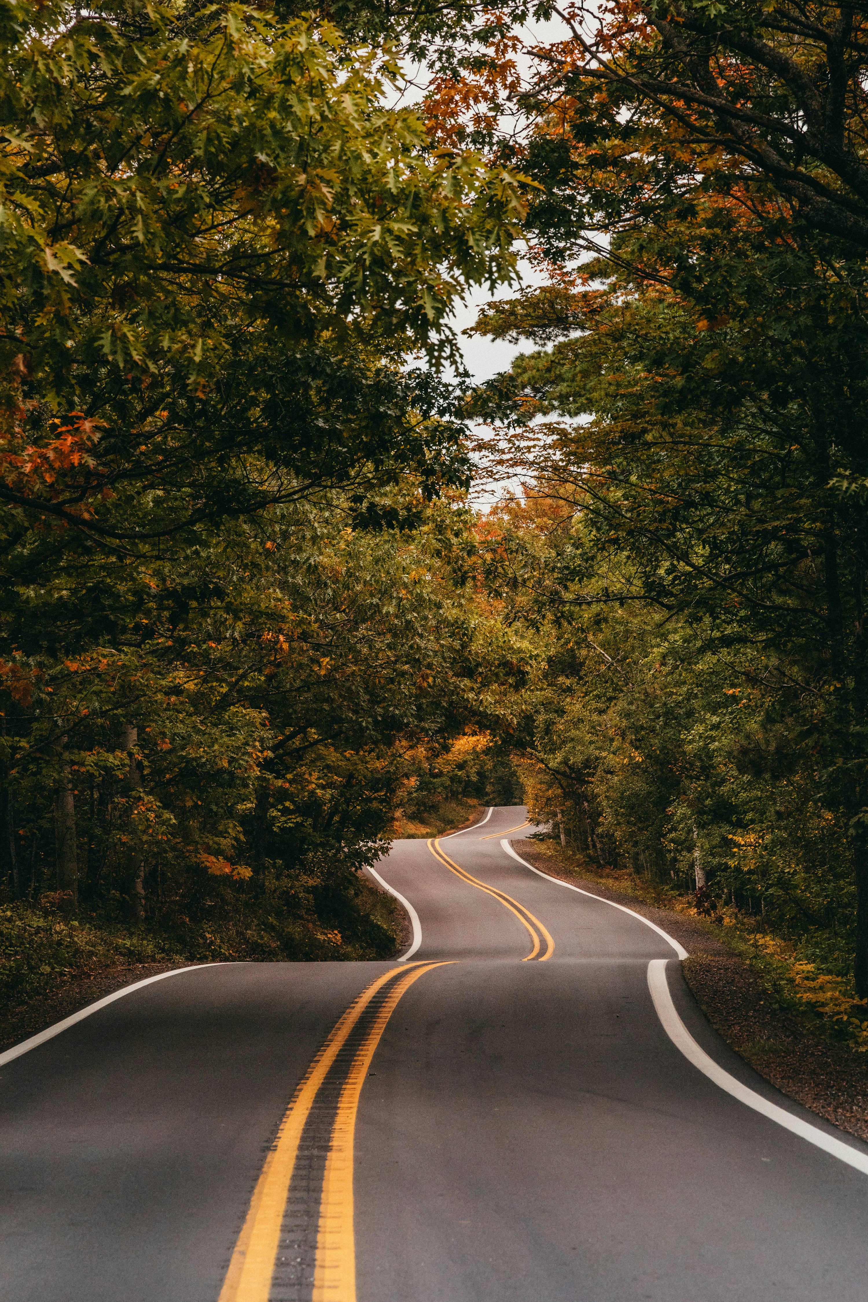 An empty road surrounded by trees in the fall photo