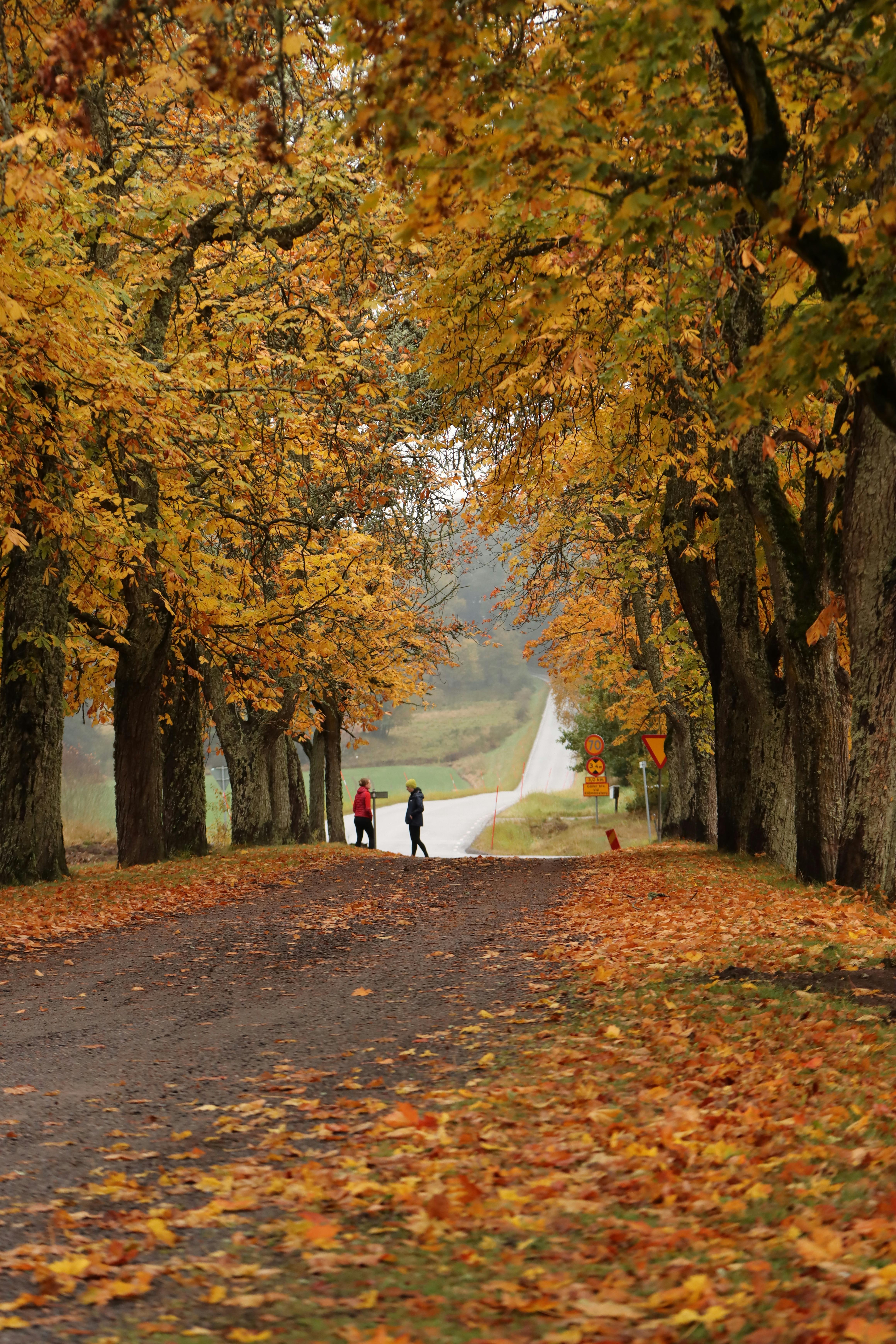 Scenic Autumn Walk in Jönköping Sweden · Free