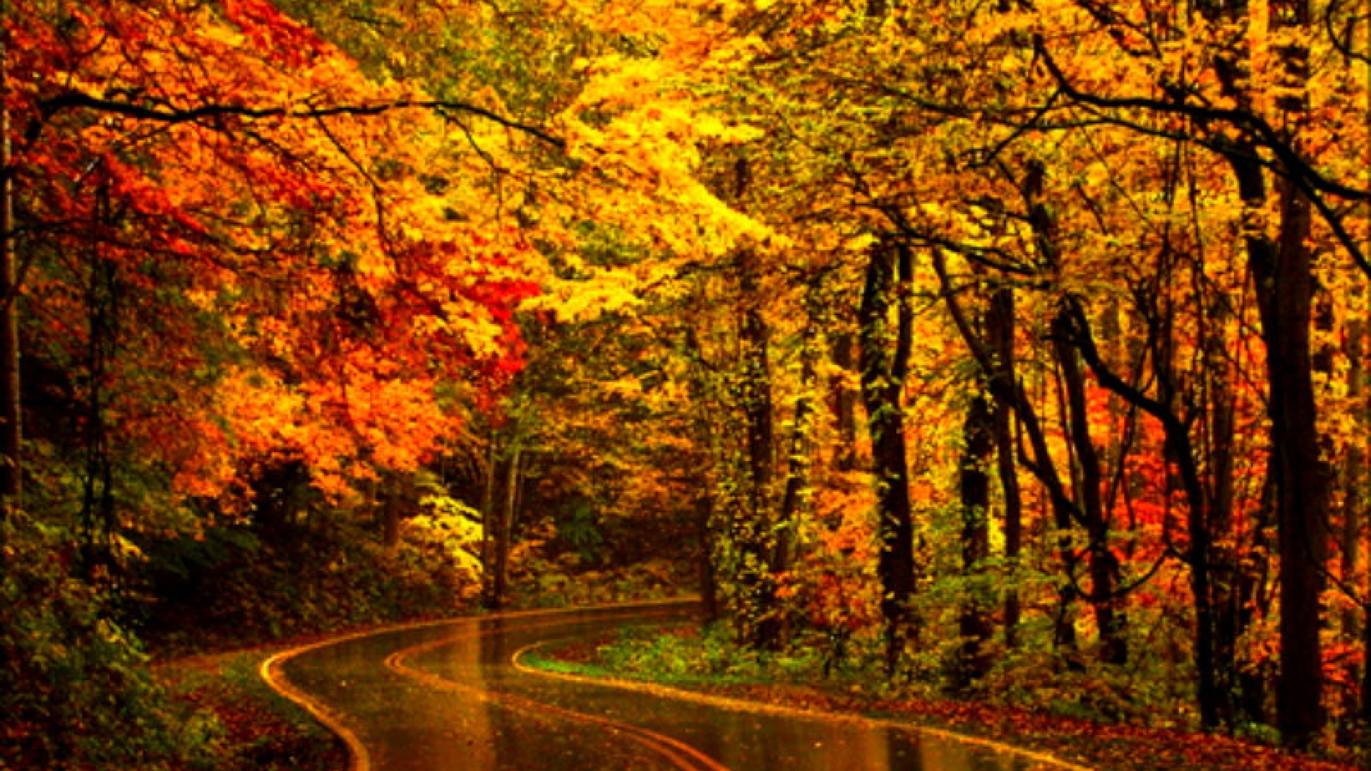 Road Between Colorful Autumn Trees During Rain HD Nature Wallpaper