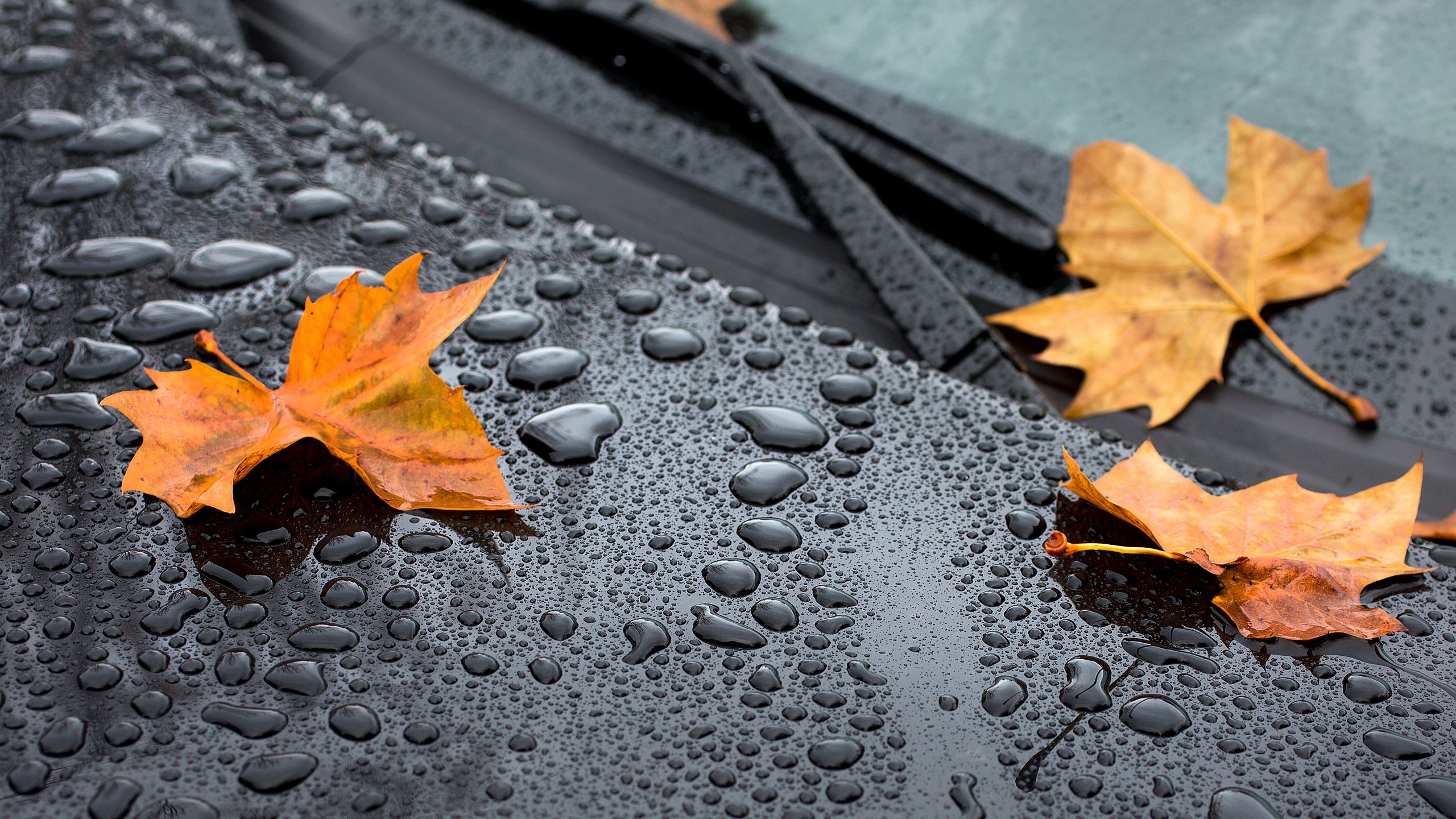 Download wallpaper 2560x1440 leaf, maple, drops, hood, rain, autumn widescreen 16:9 HD background