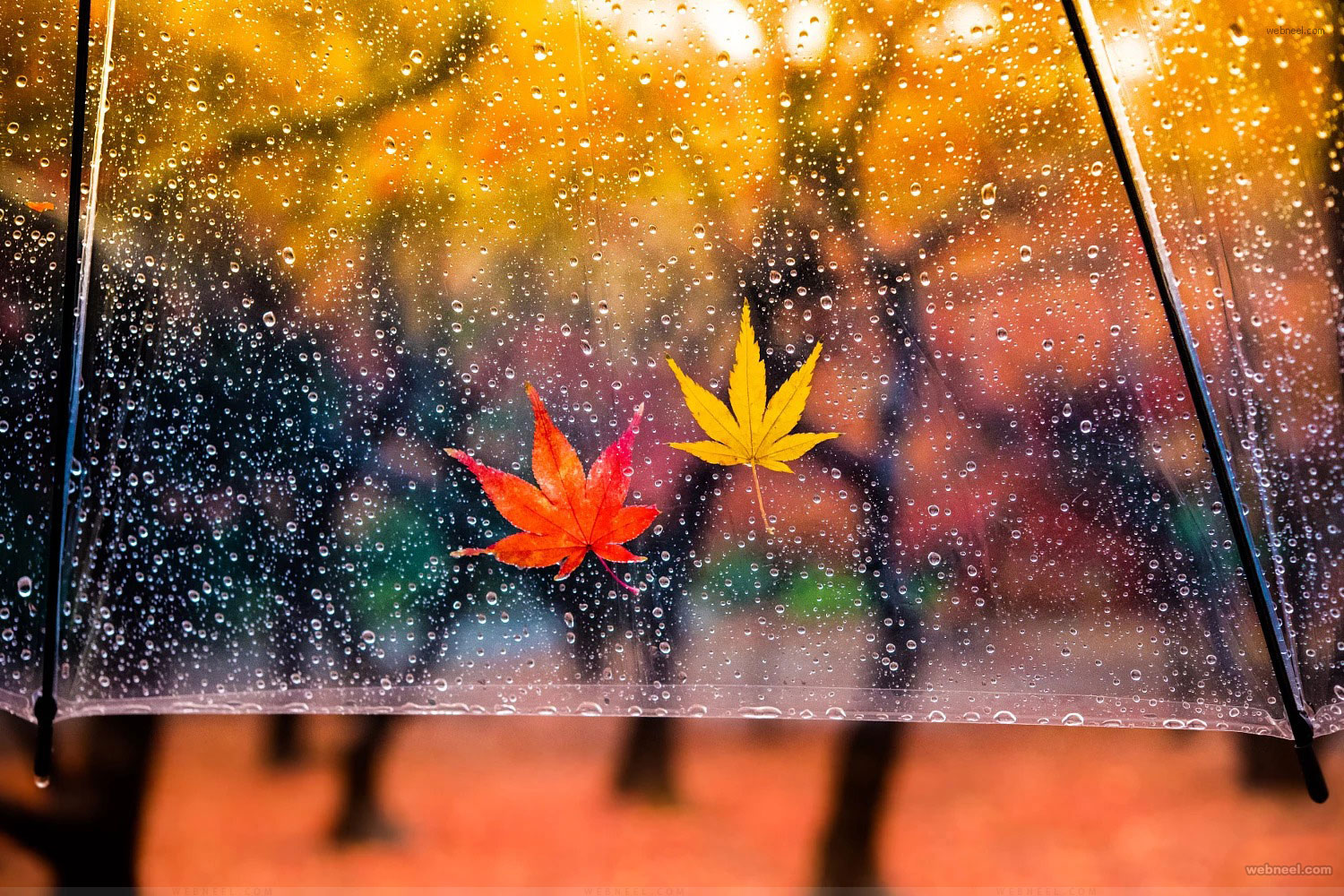 Beautiful HD Rain Wallpaper for your desktop