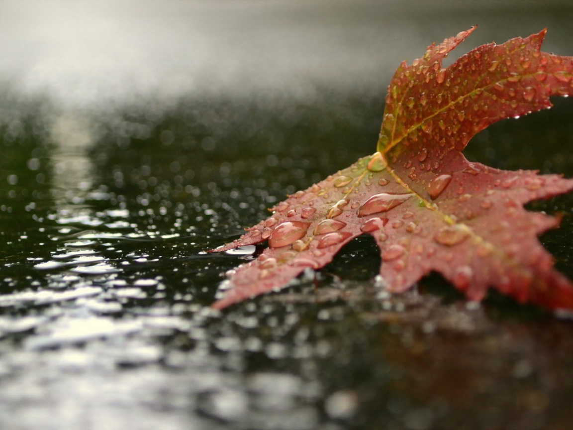 Autumn leaf lying in the rain Desktop wallpaper 1152x864