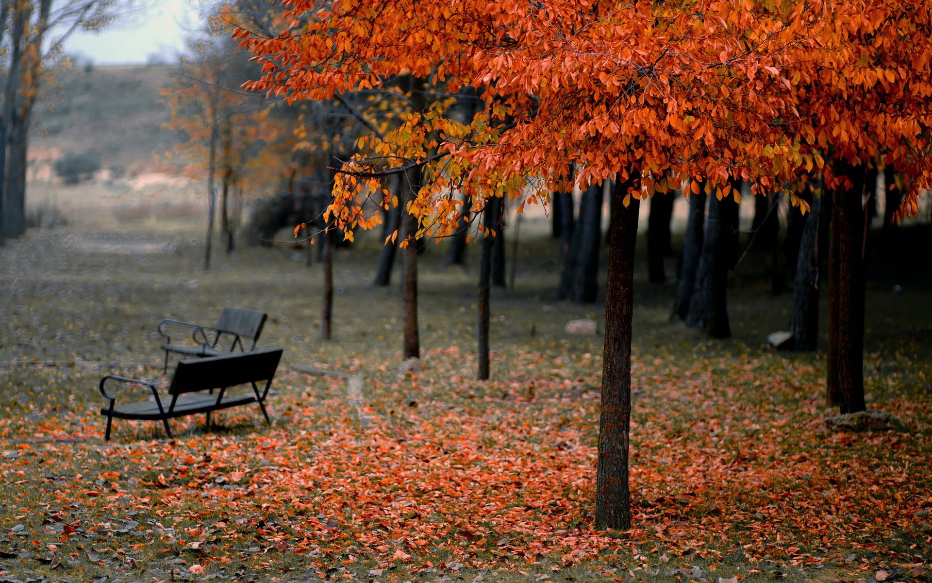 Autumn Serenity: HD Park Photography Wallpaper
