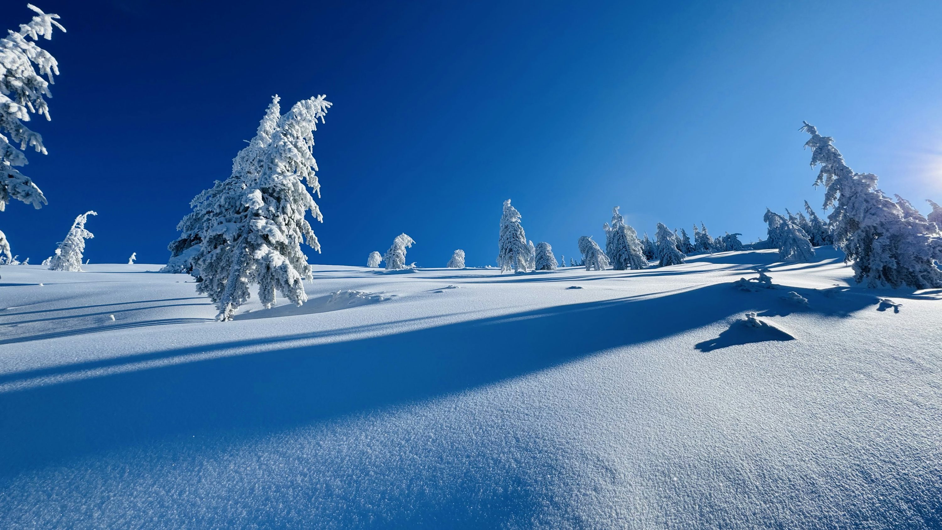 Snow Covered Landscape With Trees Under A Bright, Blue Sky. Photo