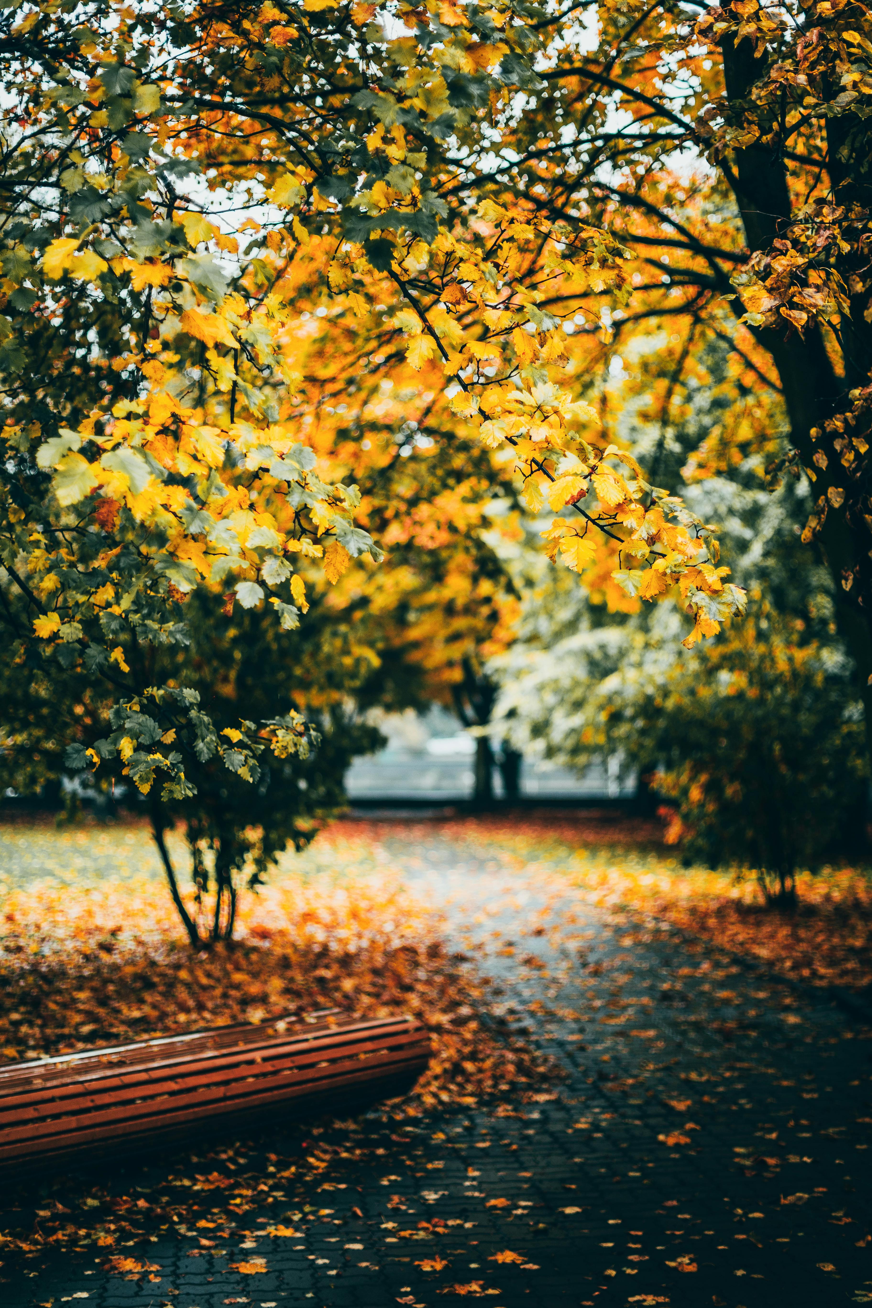 Man Walking at Park in Autumn · Free