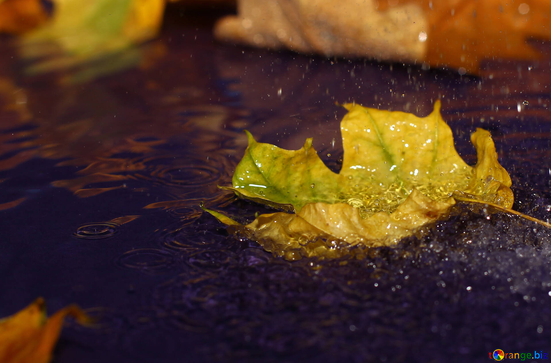 Desktop wallpaper of autumn rain free image - № 34629