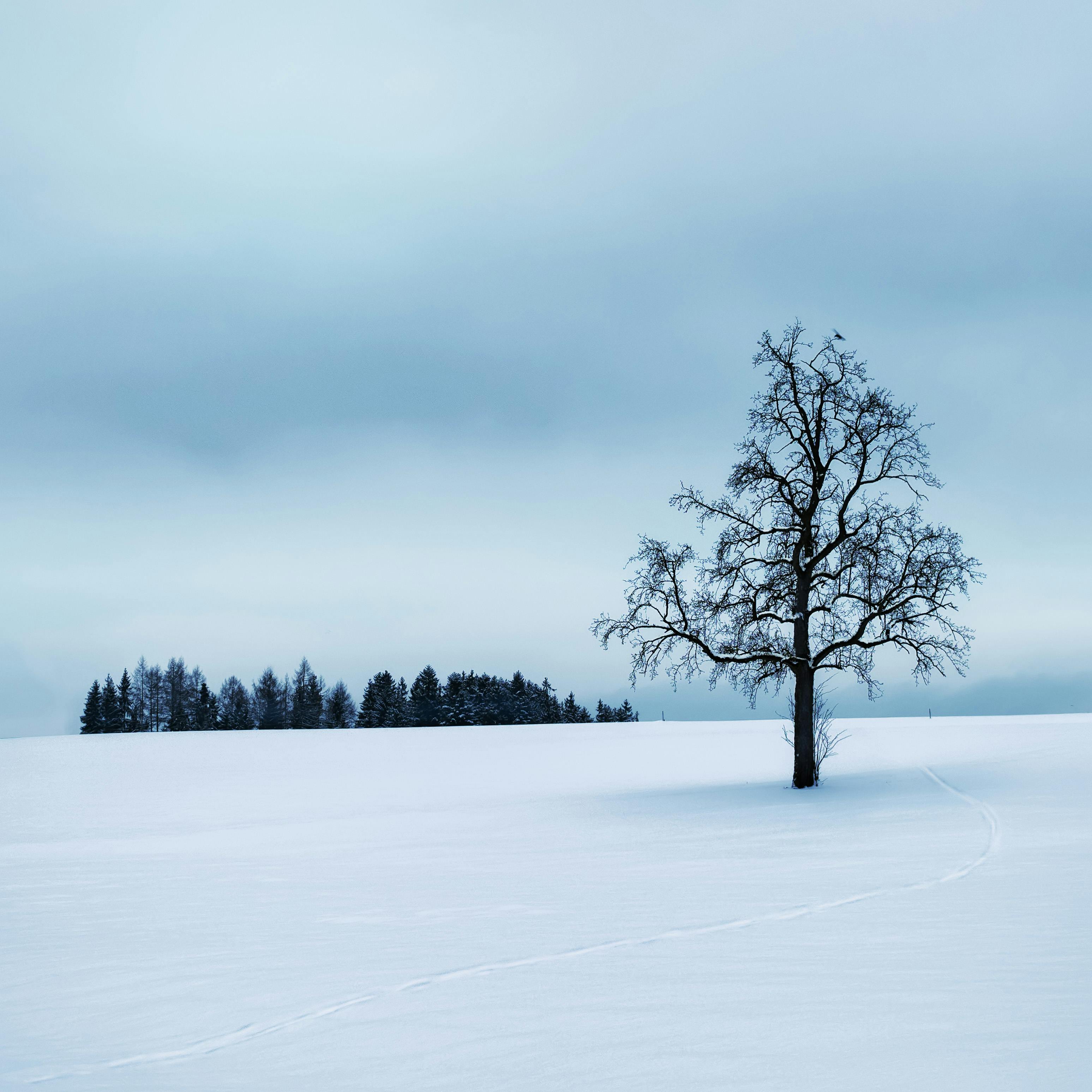 Winter Landscape Photo, Download The BEST Free Winter Landscape & HD Image