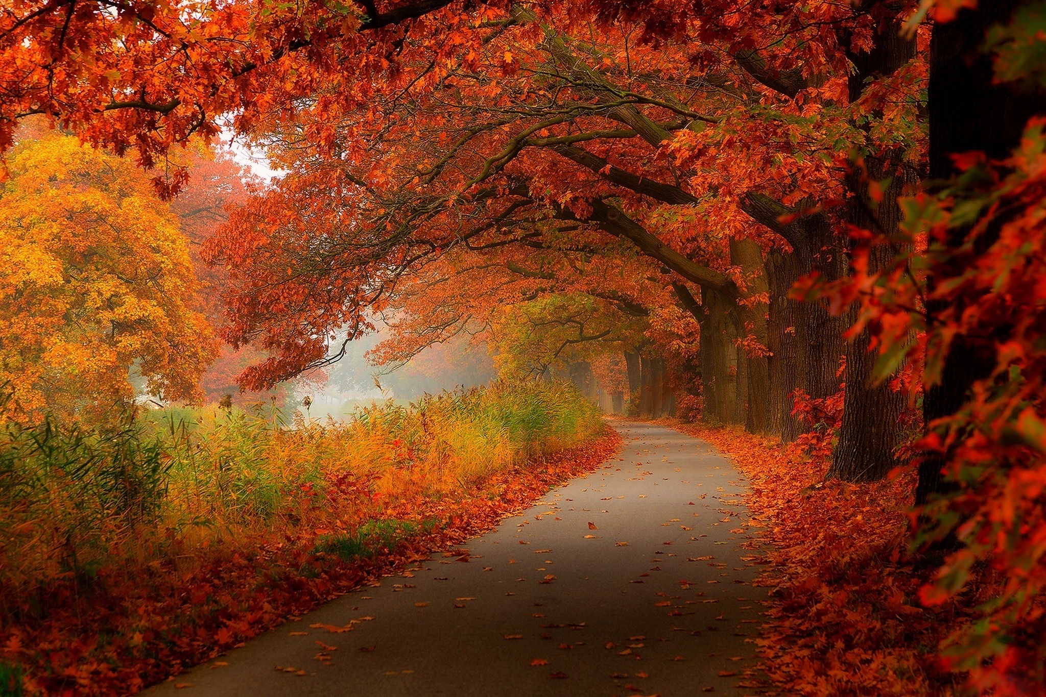 autumn, Leaves, Walk, Nature, Forest, Leaves, Hdr, Trees, Park Wallpaper HD / Desktop and Mobile Background
